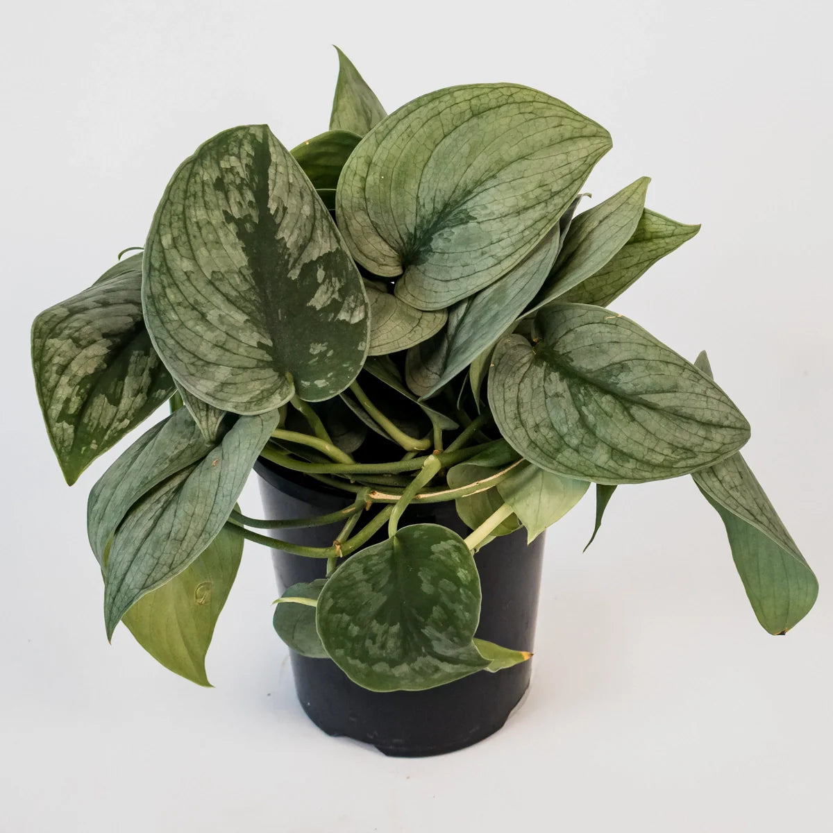 Scindapsus Pictus - Silver Hero 125mm