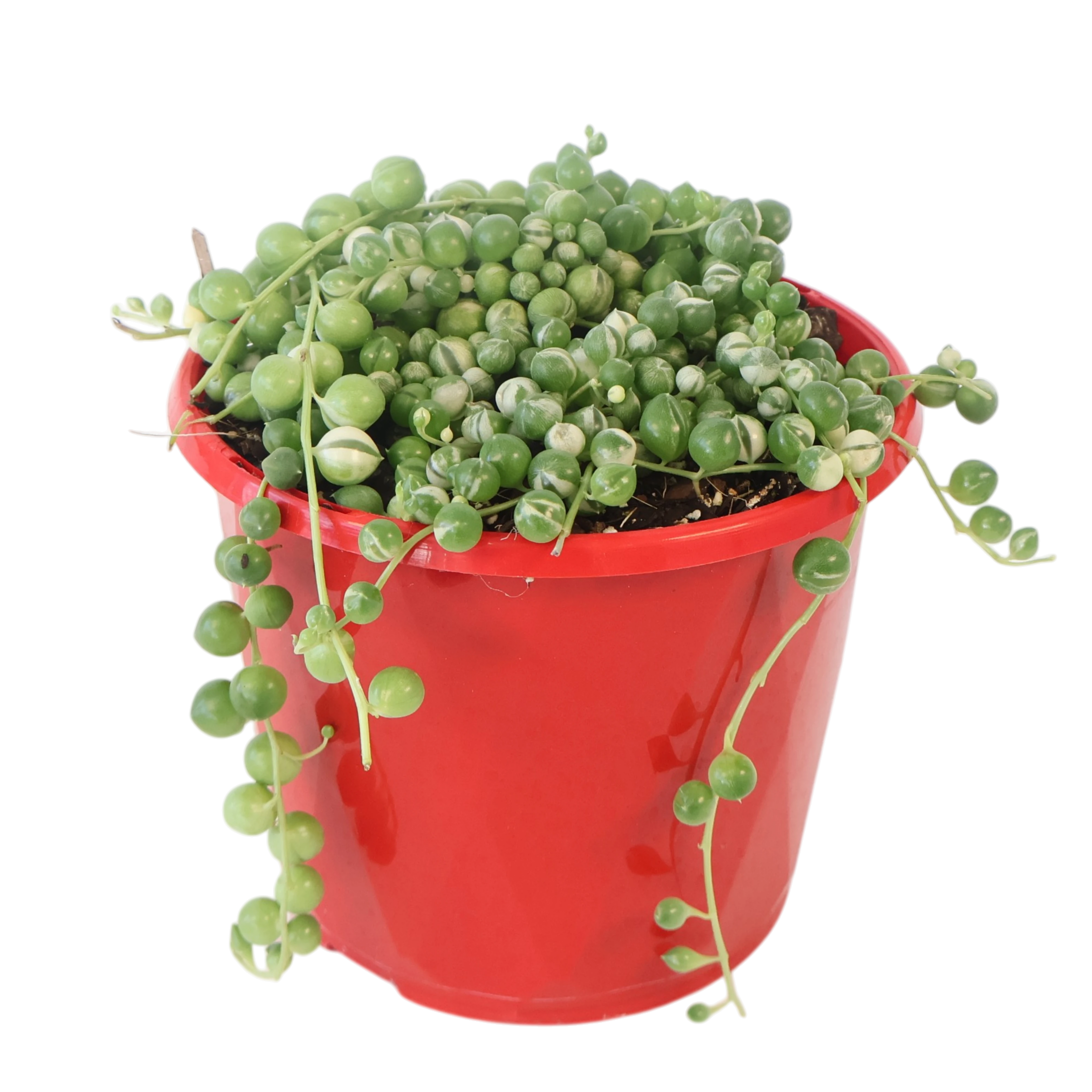 String of Pearls Variegated - Senecio Rowleyanus 130mm