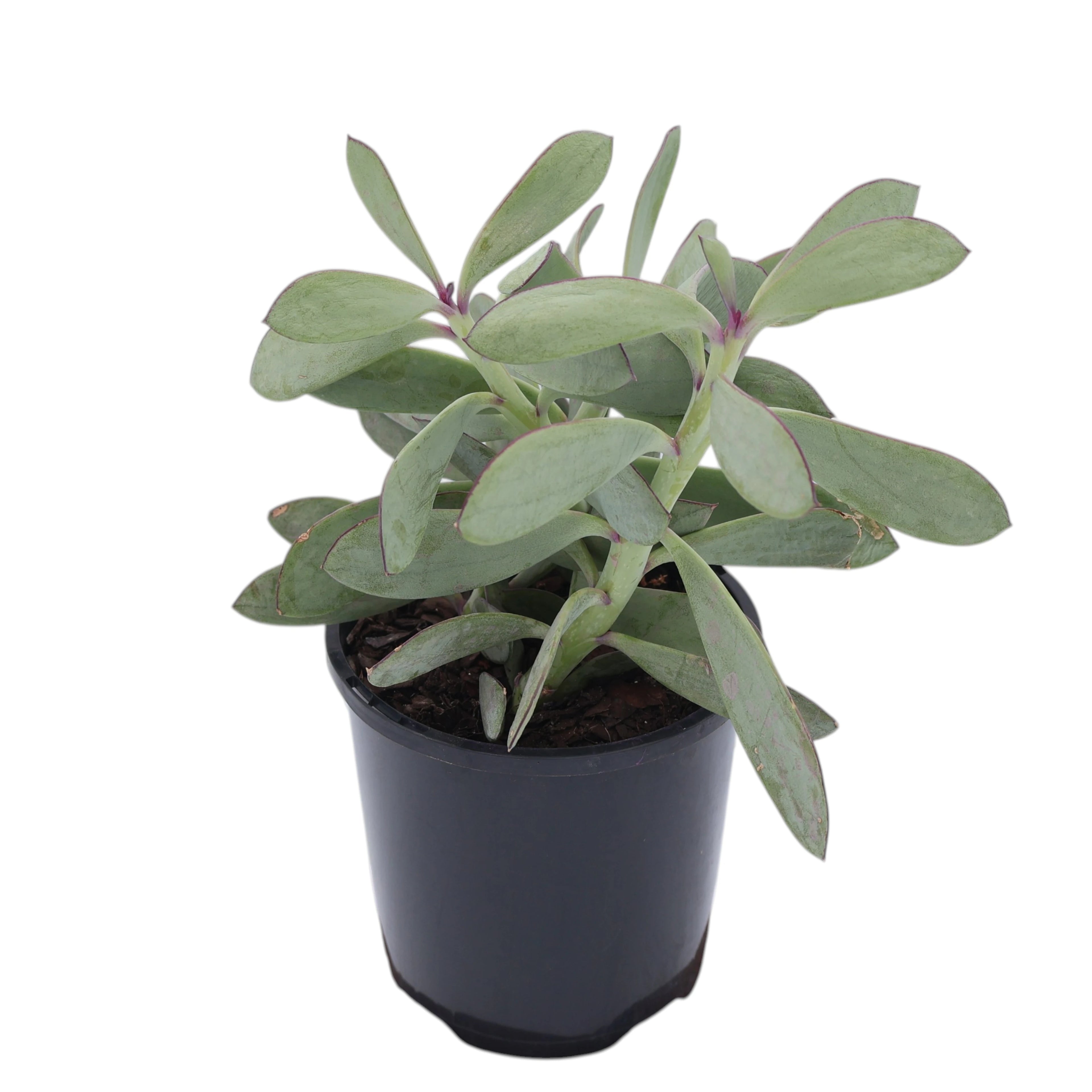 Senecio Crassissimus 100mm