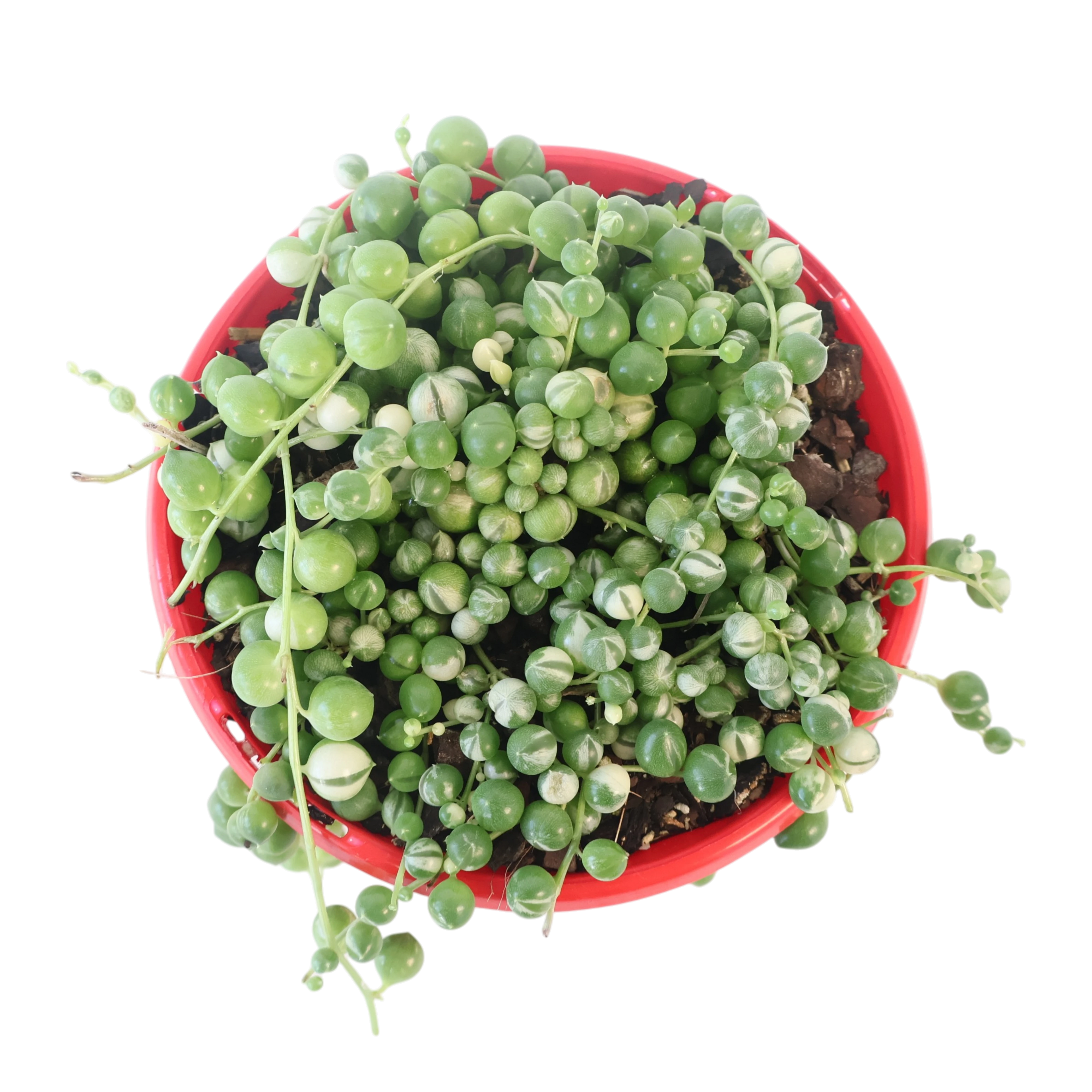 String of Pearls Variegated - Senecio Rowleyanus 130mm