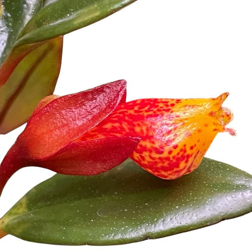 Nematanthus Gregarius Shady Mae 100mm