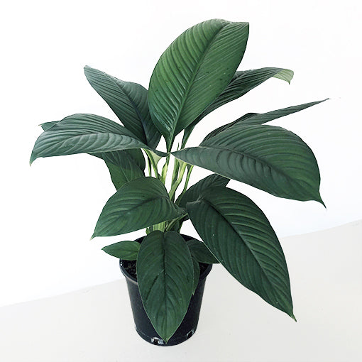 Spathiphyllum Sensation 250mm