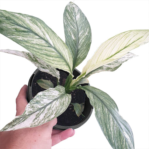 RARE - Spathiphyllum Sensation Mint 125mm