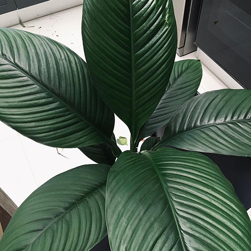 Spathiphyllum Sensation 200mm