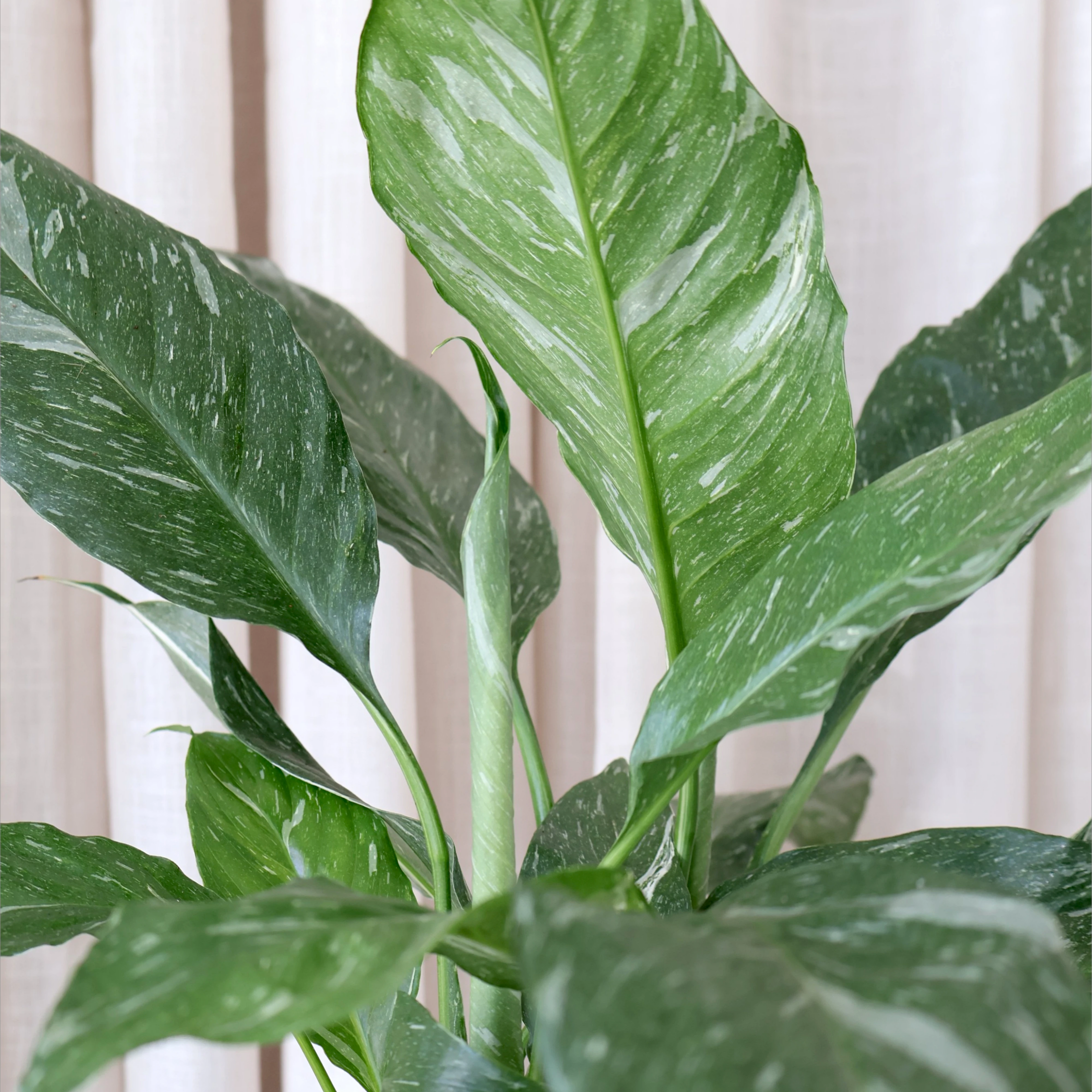 Spathiphyllum Domino - Peace Lily Variegated 70mm