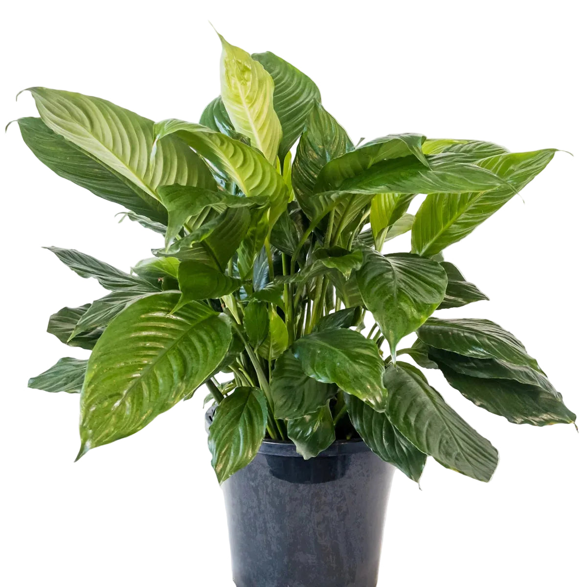 Spathiphyllum Maracay 250mm