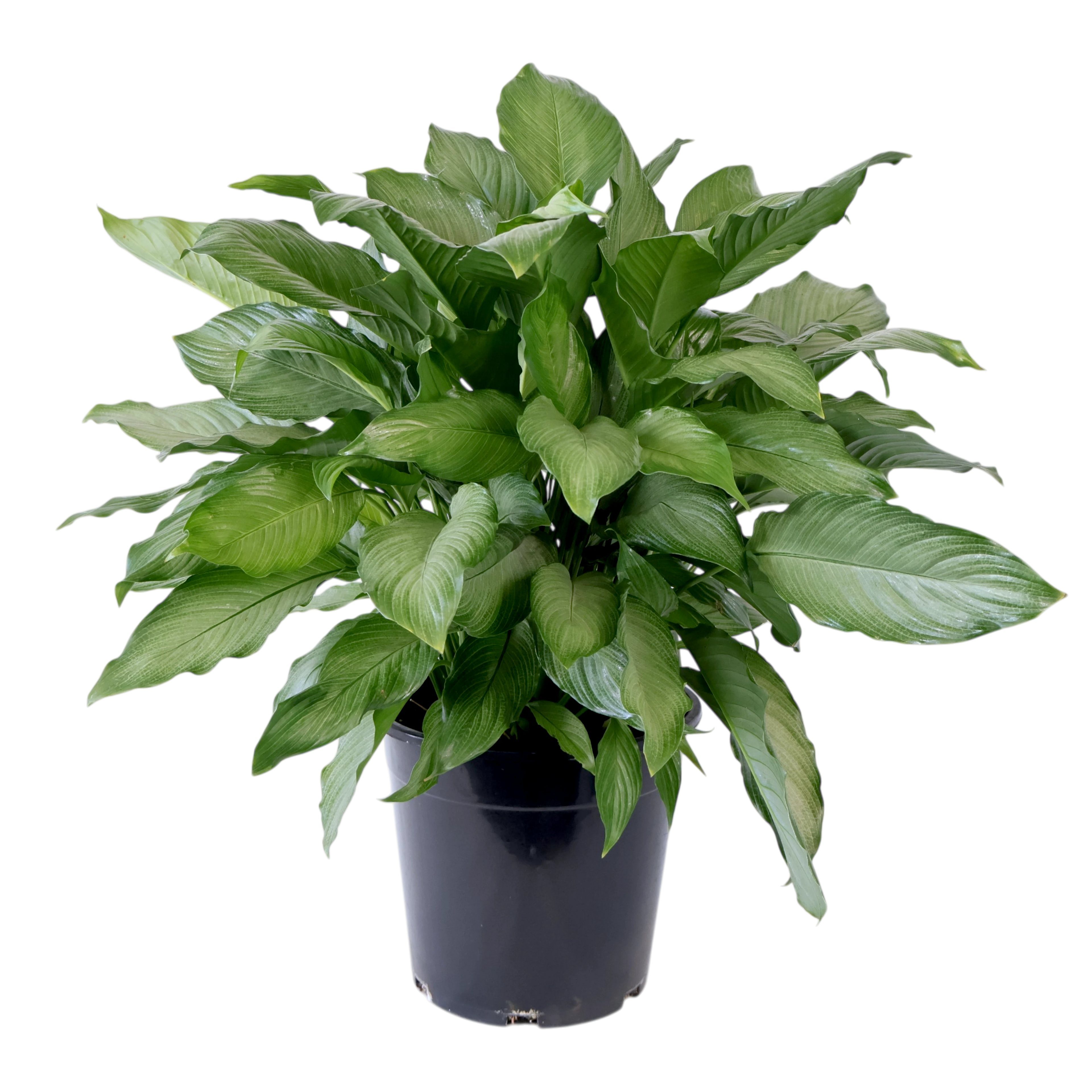 Spathiphyllum Platinum Mist 200mm