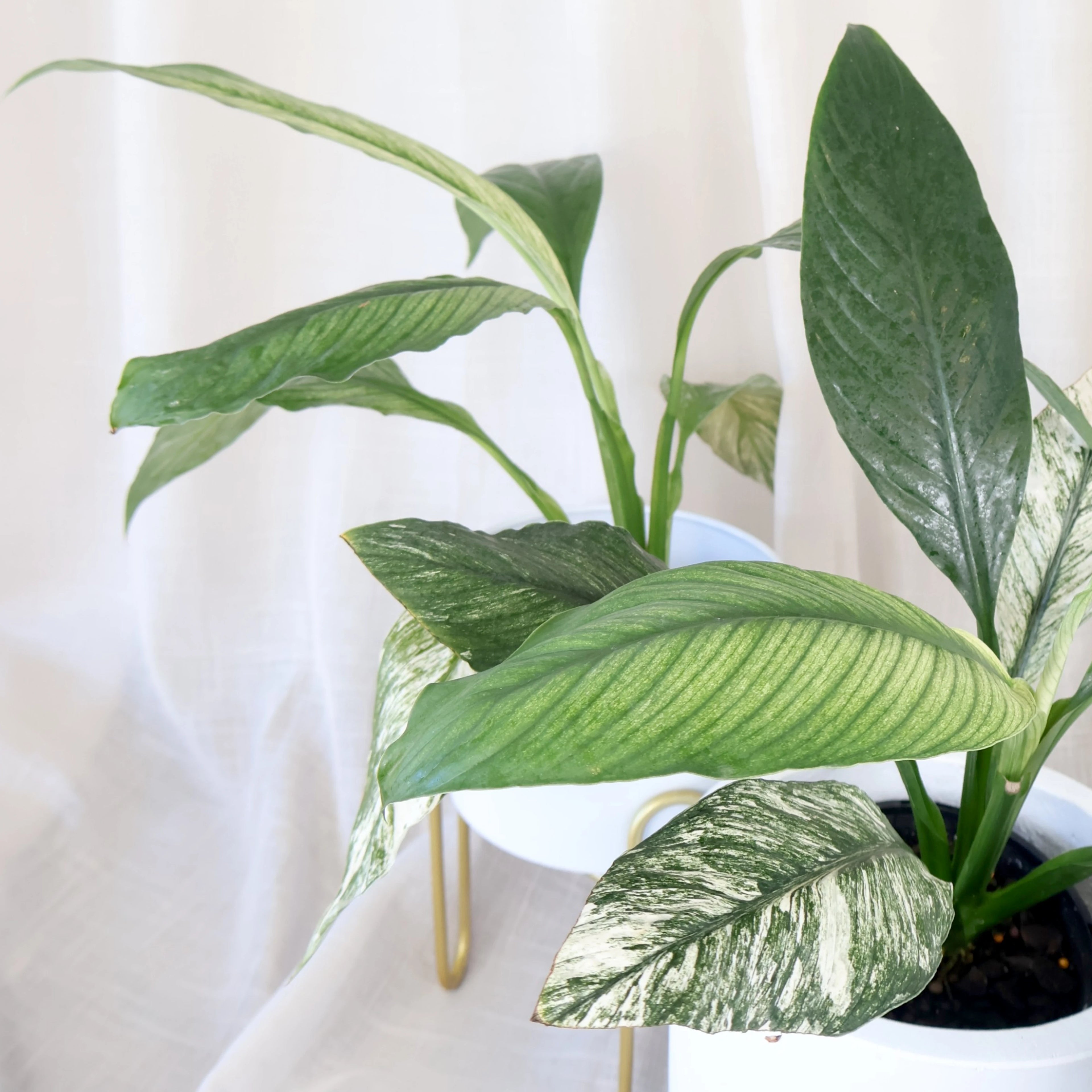 Spathiphyllum Sensation Jessica 90mm