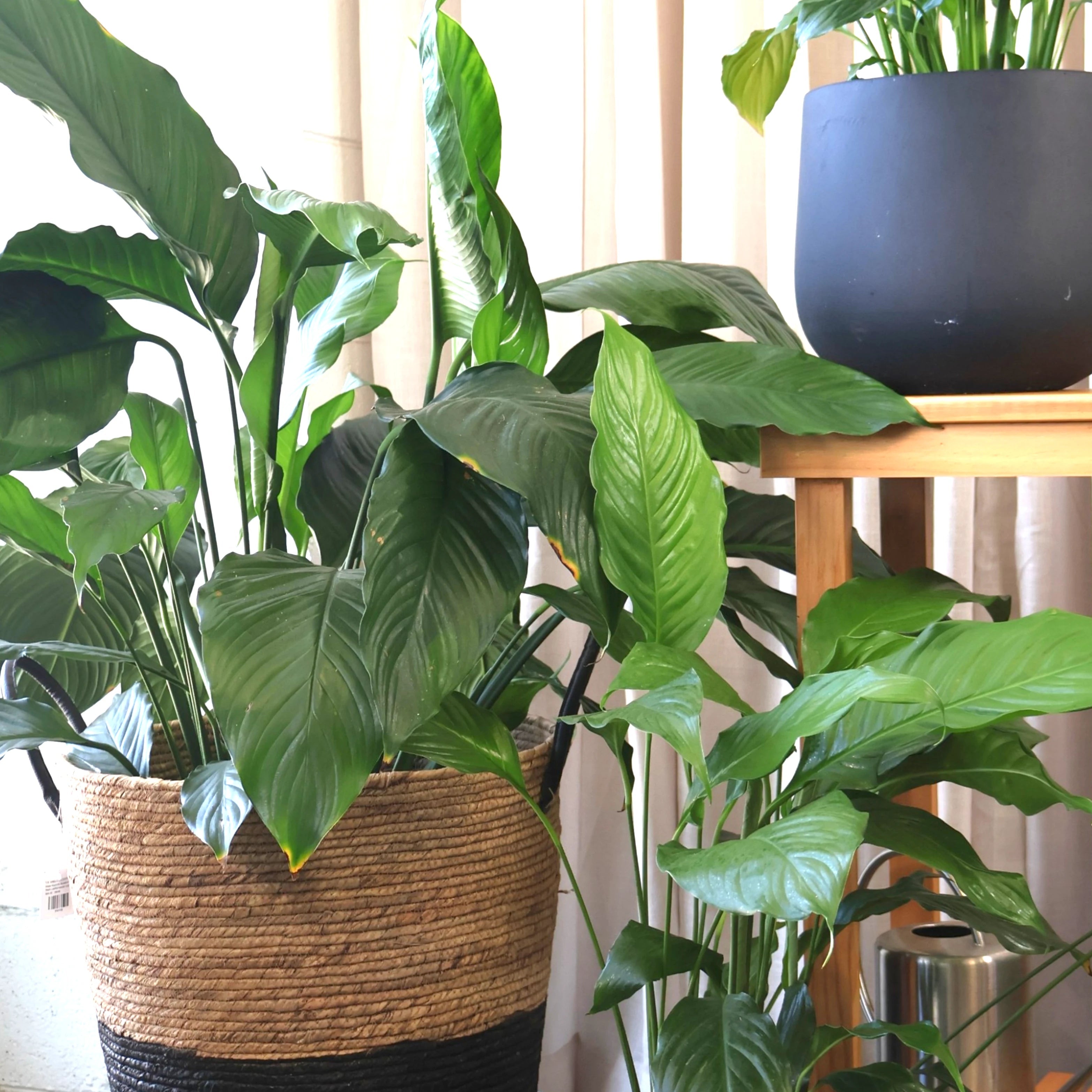 Peace Lily - Spathiphyllum Sweet Sebastiano 200mm
