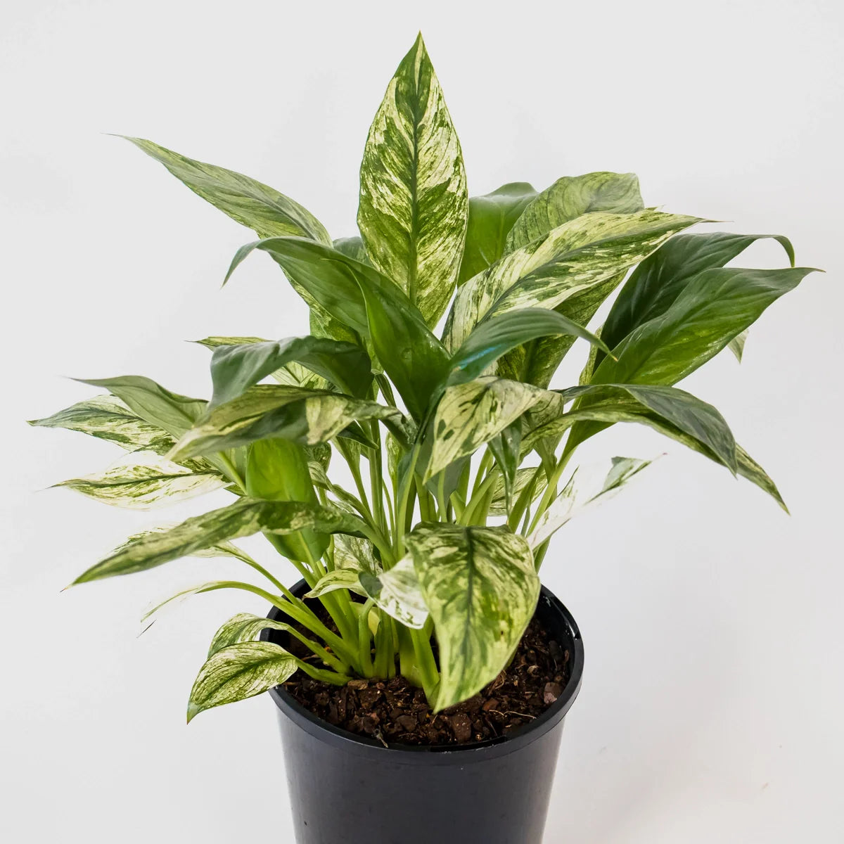 Spathiphyllum Variegated 125mm