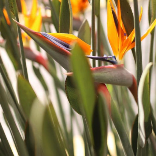 Strelitzia Regina 200mm