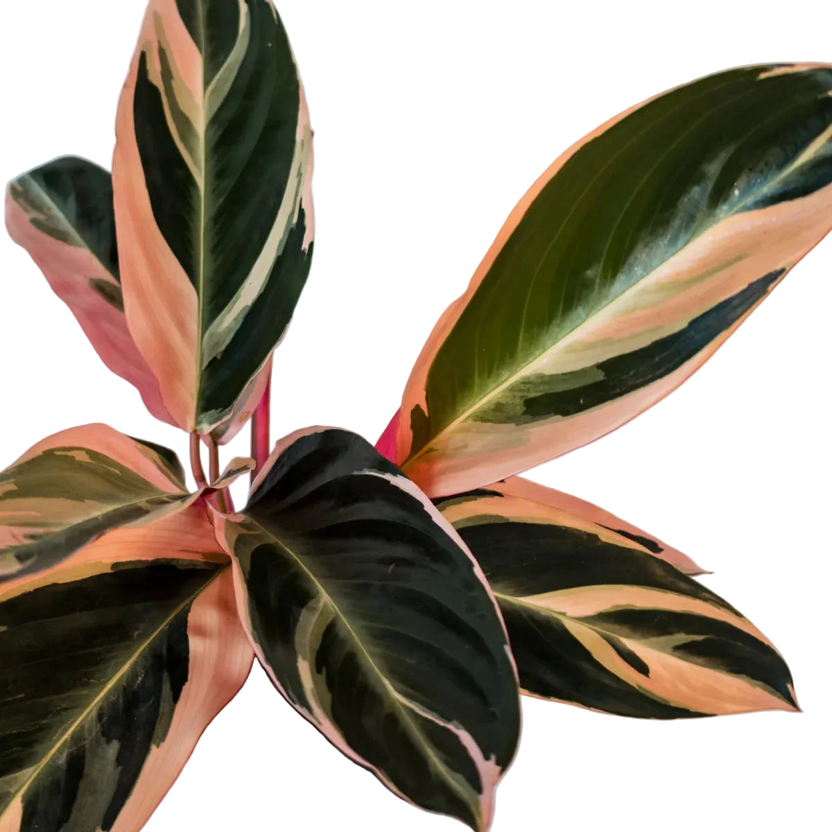Stromanthe Tricolour 120mm