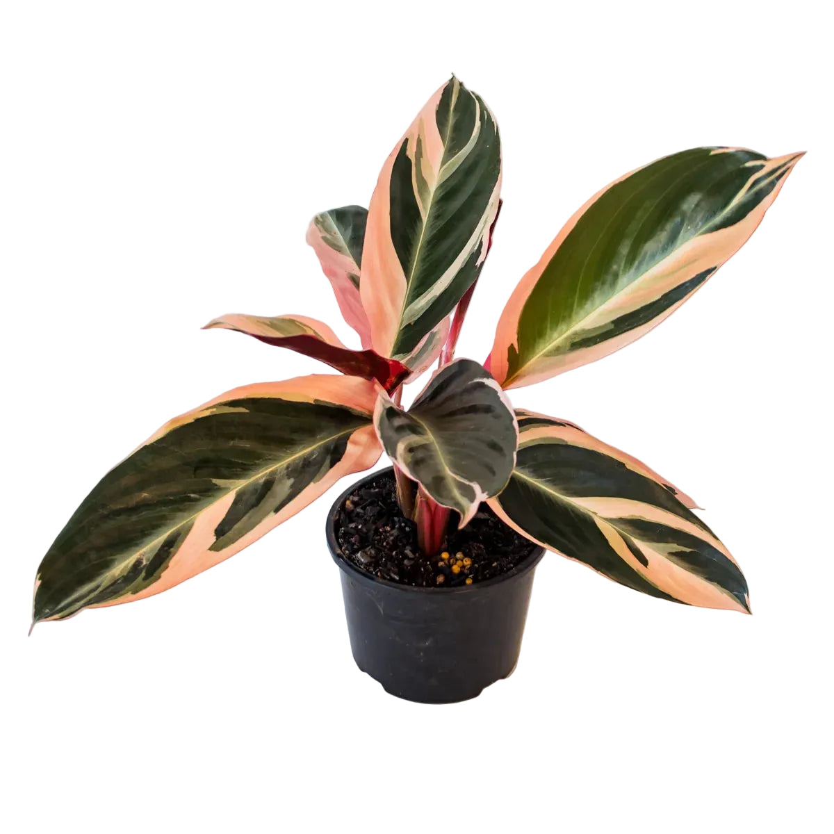 Stromanthe Tricolour 120mm
