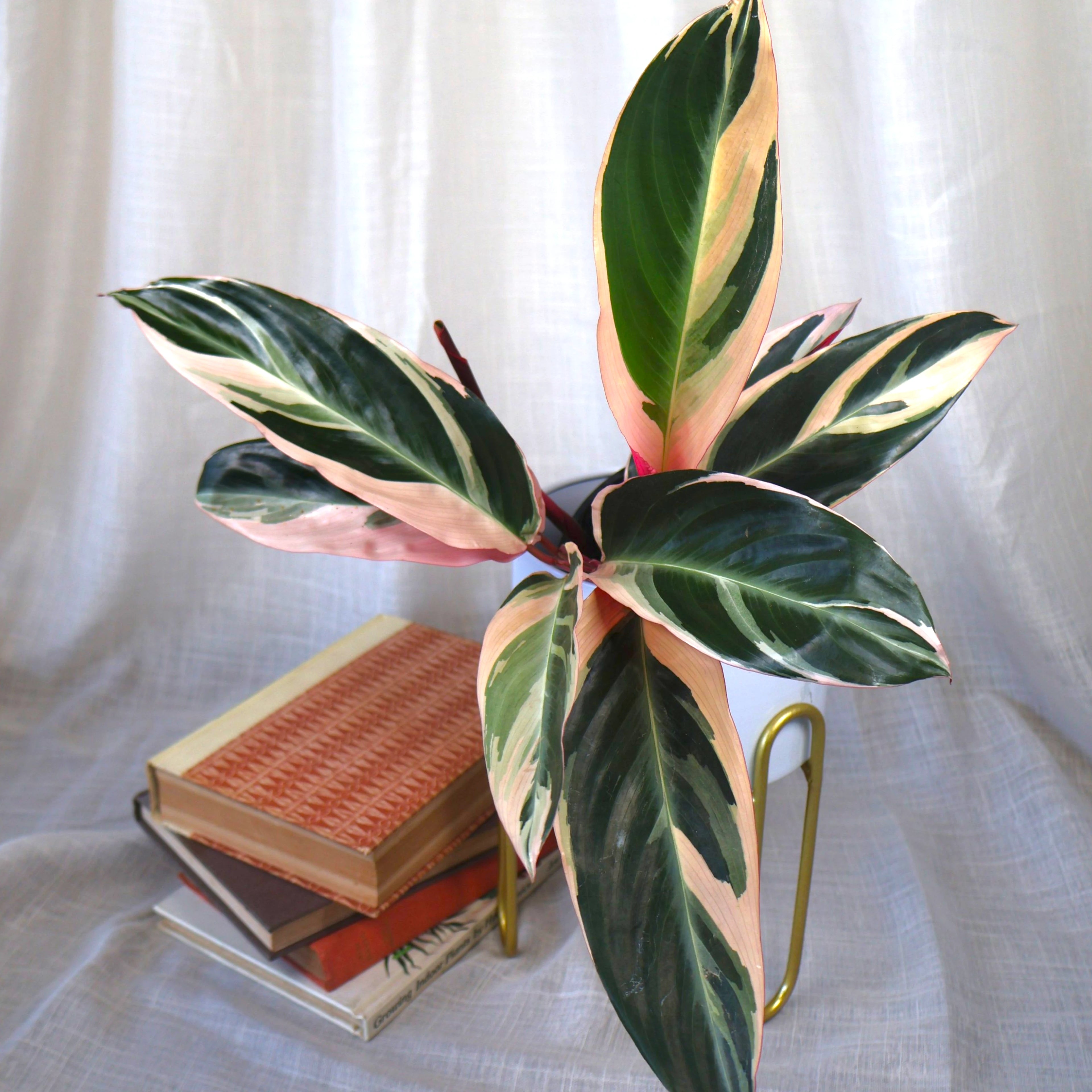 Stromanthe Tricolour 120mm