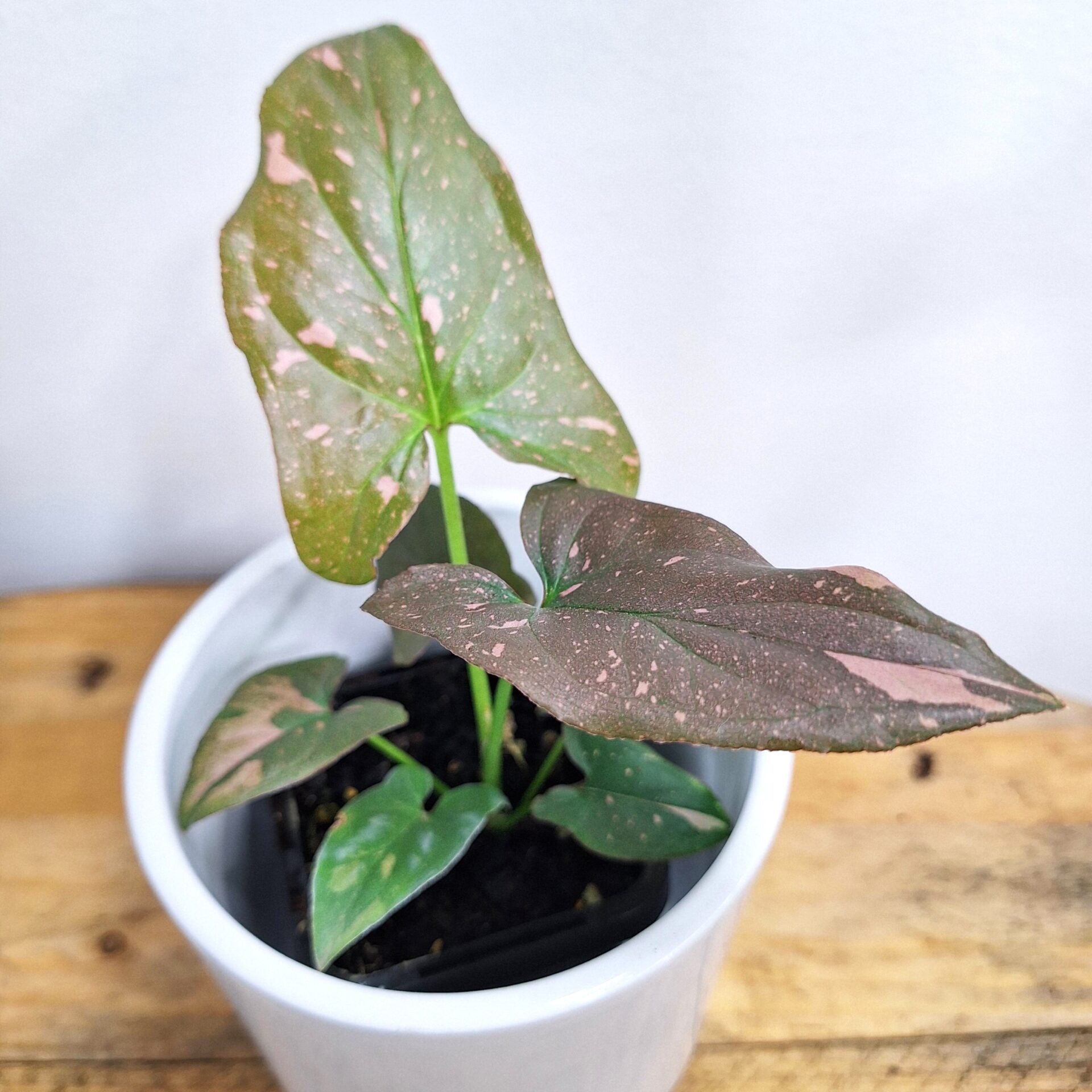 Syngonium Podophyllum &