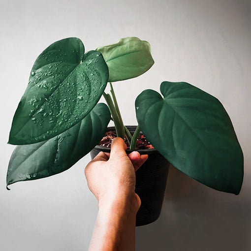 Syngonium Chiapense 200mm Totem