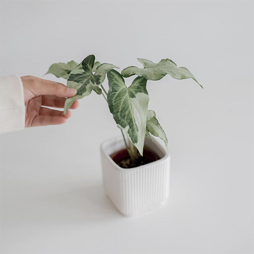 Syngonium 3 Kings 130mm