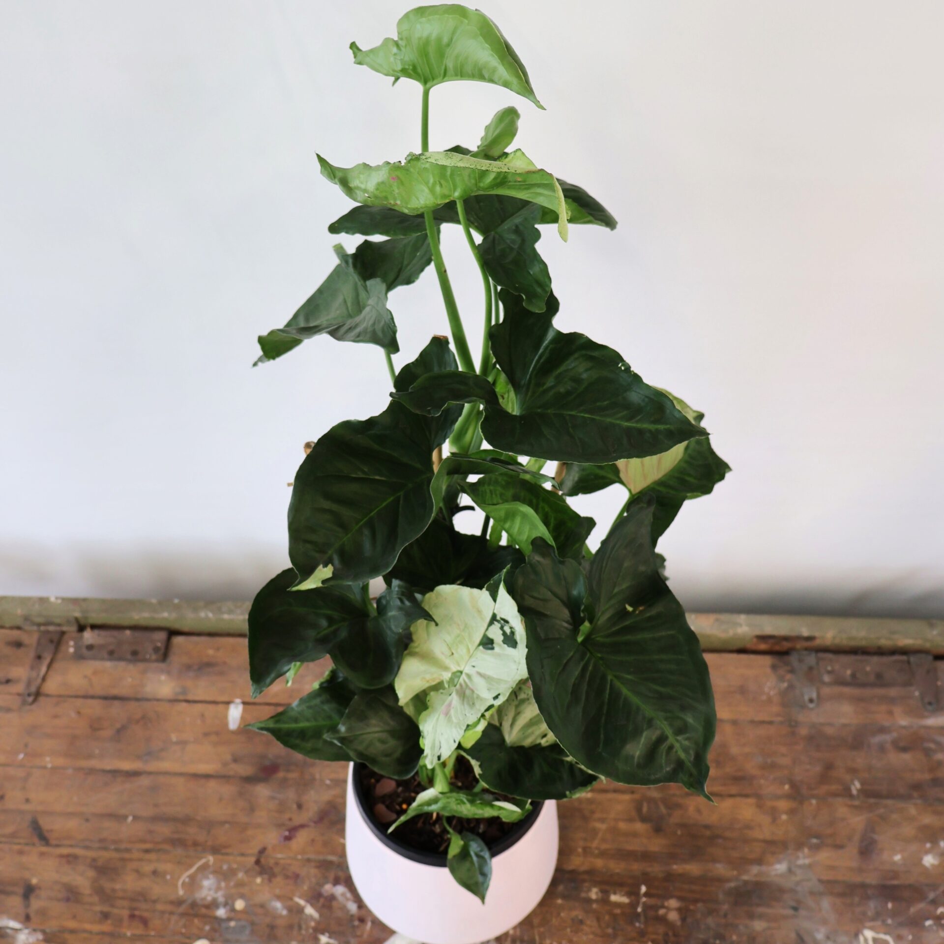 Syngonium Purple Butterfly 180mm