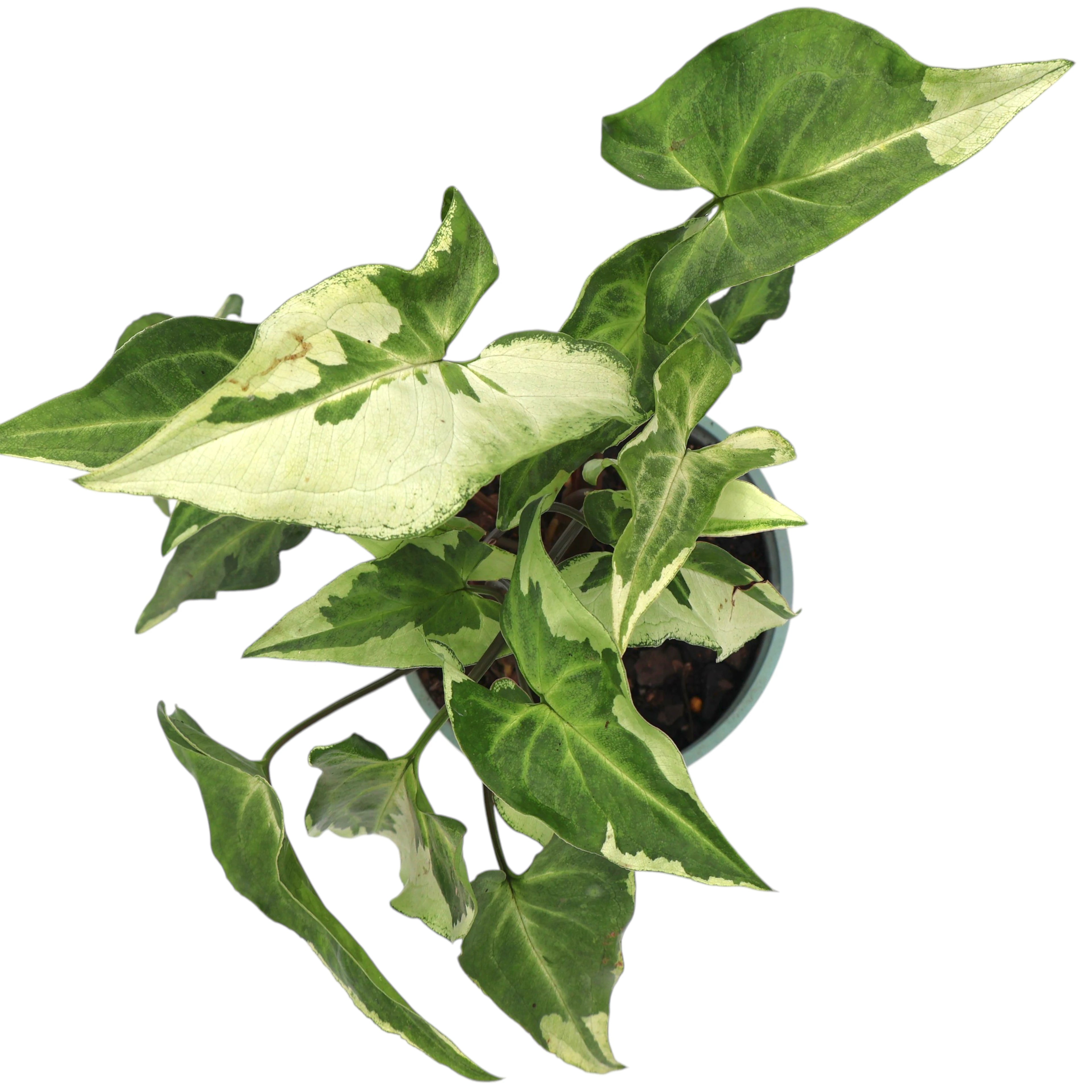 Syngonium 3 Kings Magic Marble 120mm