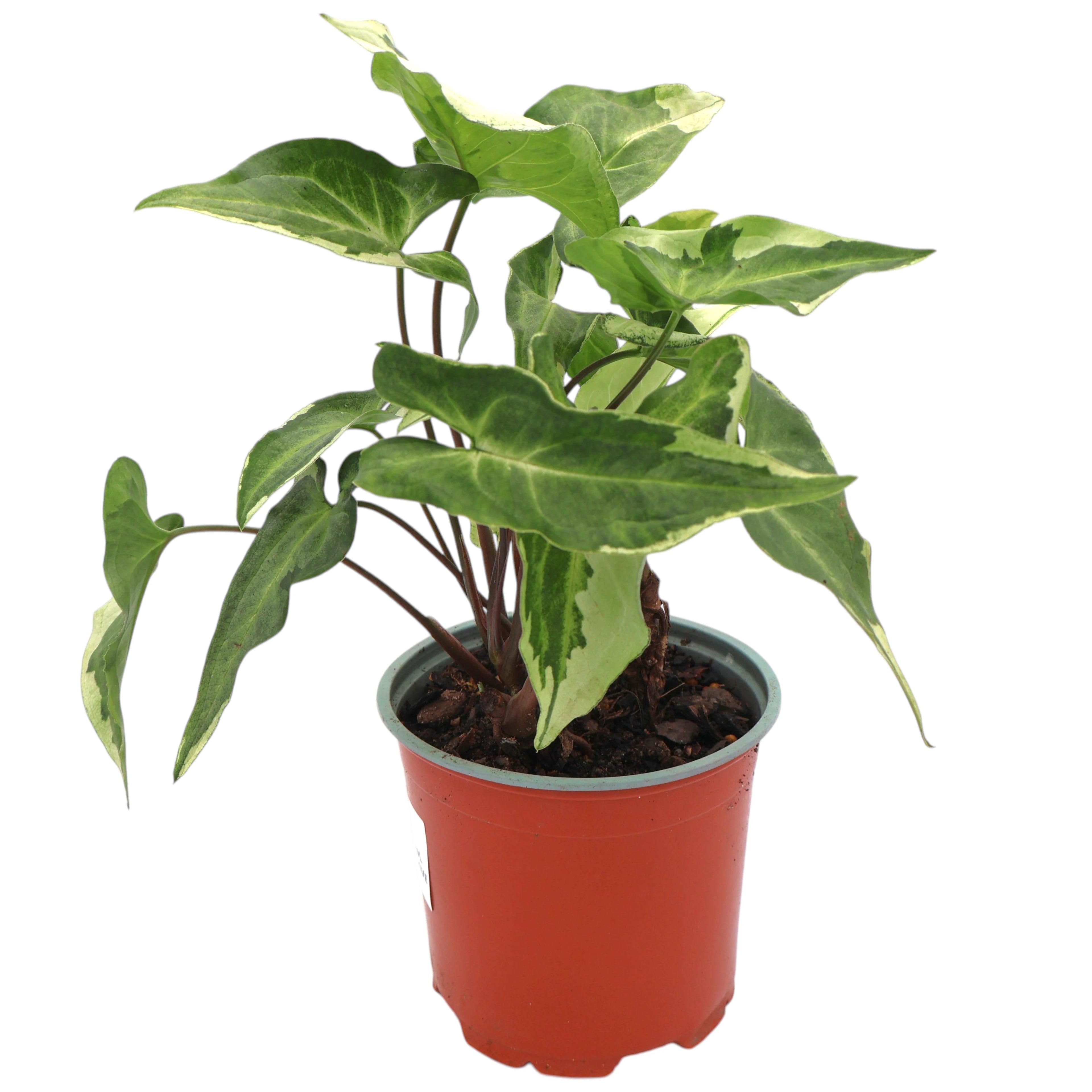 Syngonium 3 Kings Magic Marble 120mm