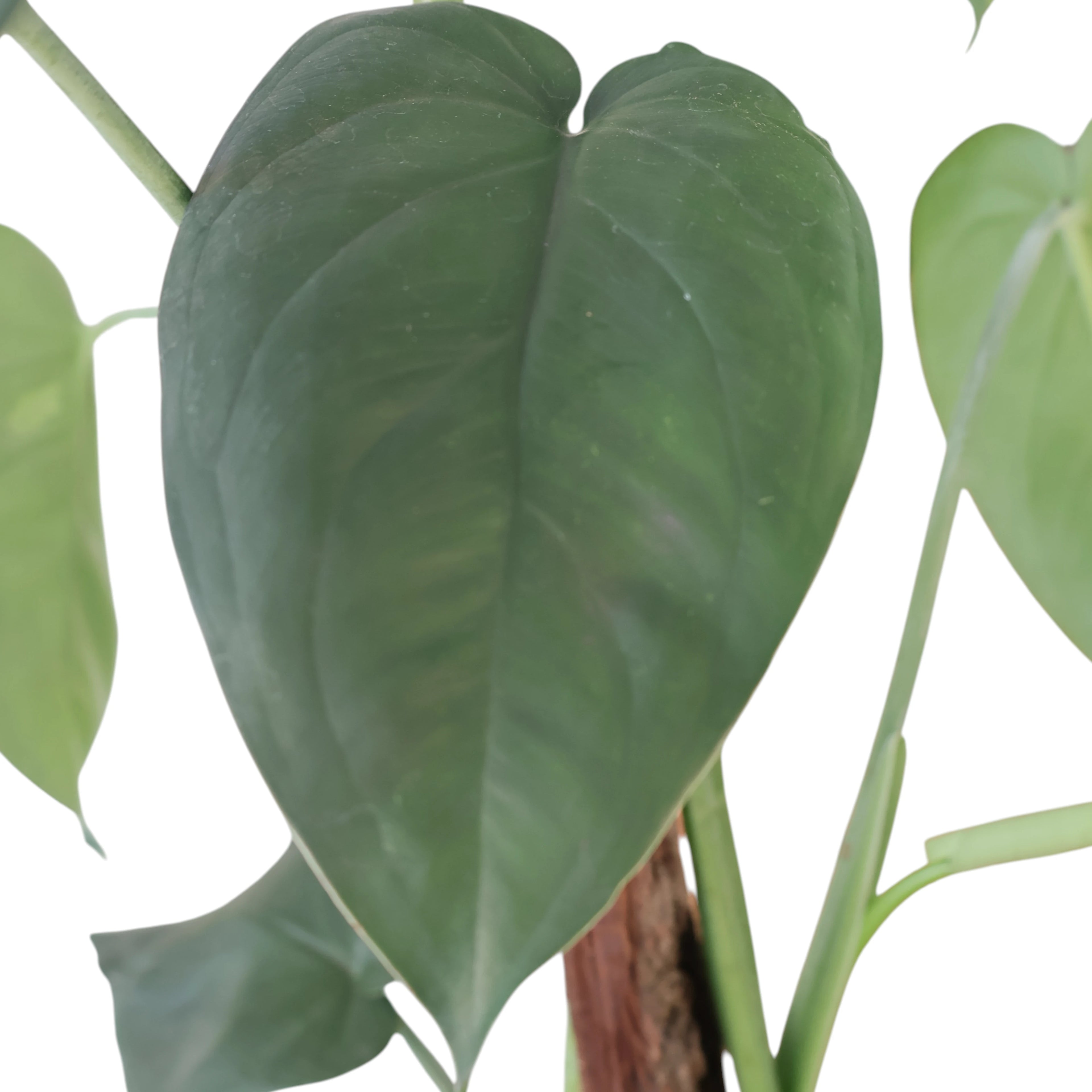 Syngonium Chiapense 200mm Totem
