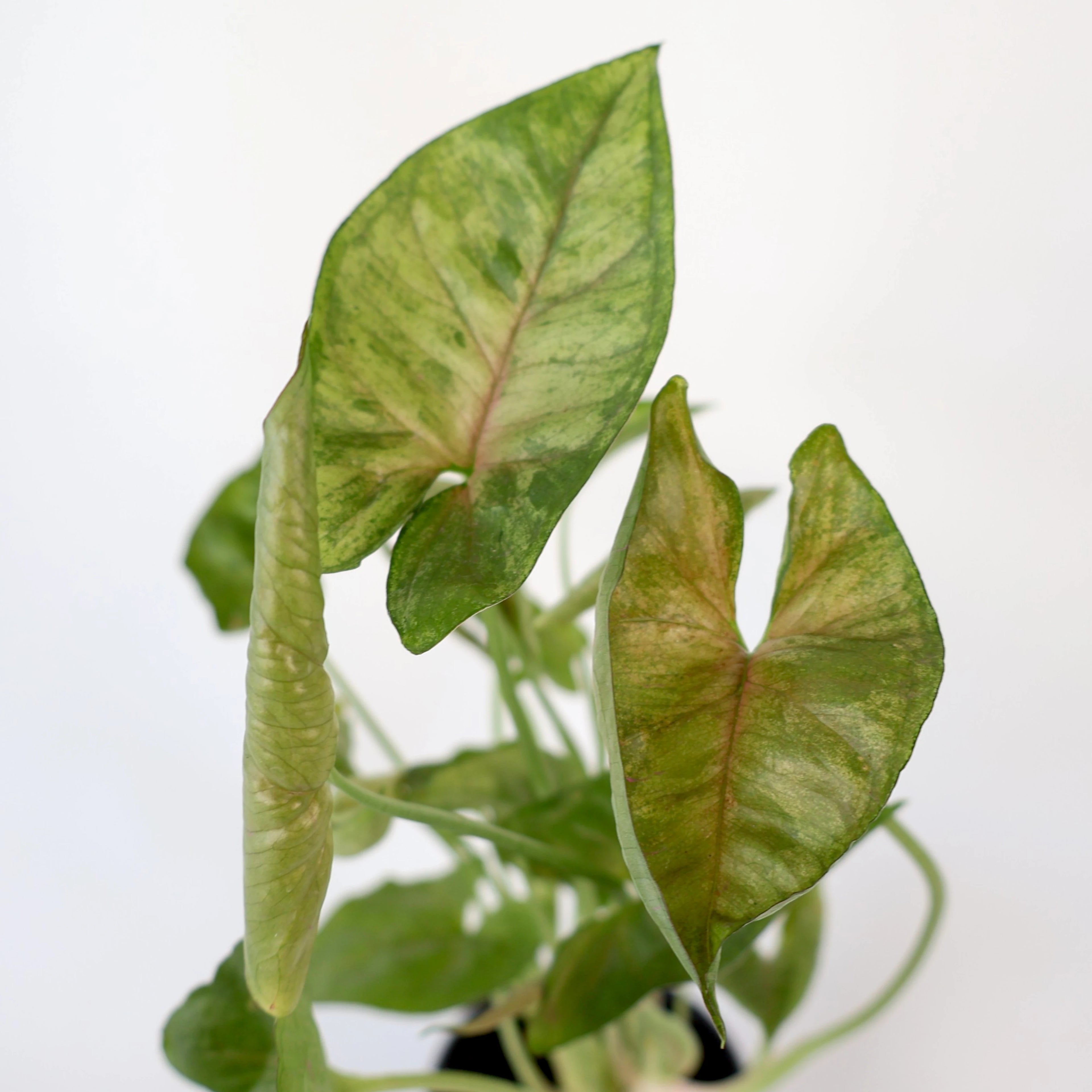 Syngonium Berry Allusion 90mm