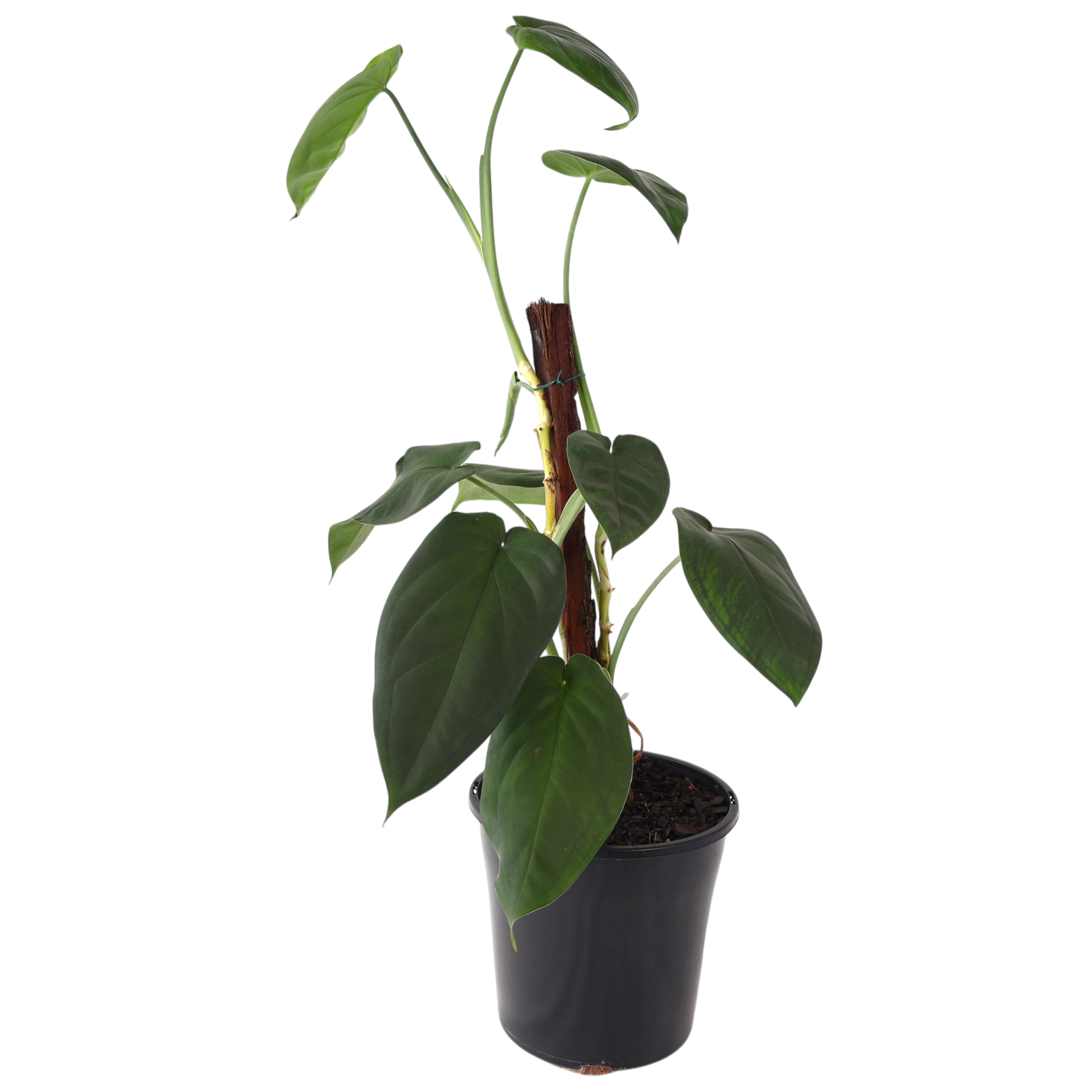 Syngonium Chiapense 200mm Totem