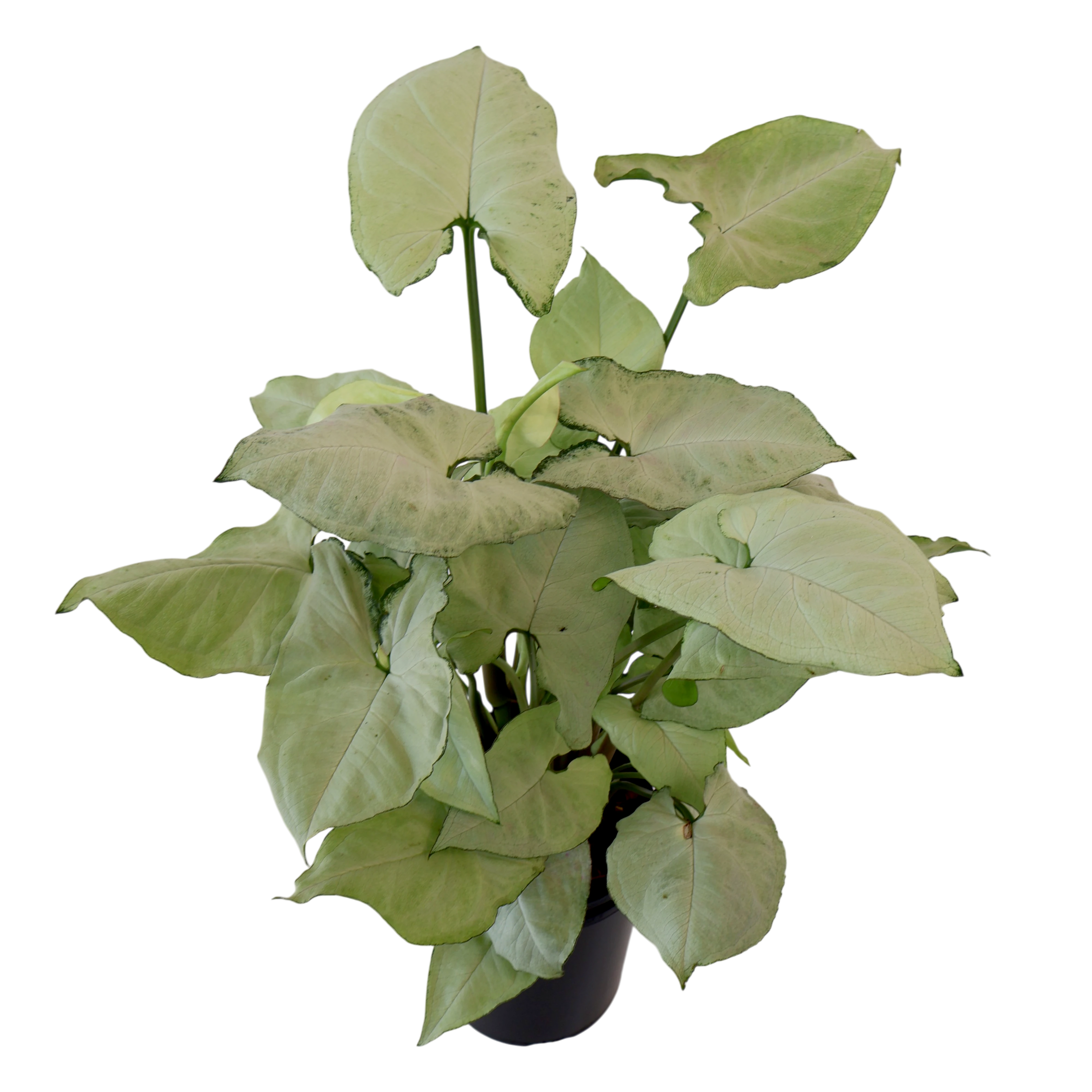 Syngonium Holly 125mm