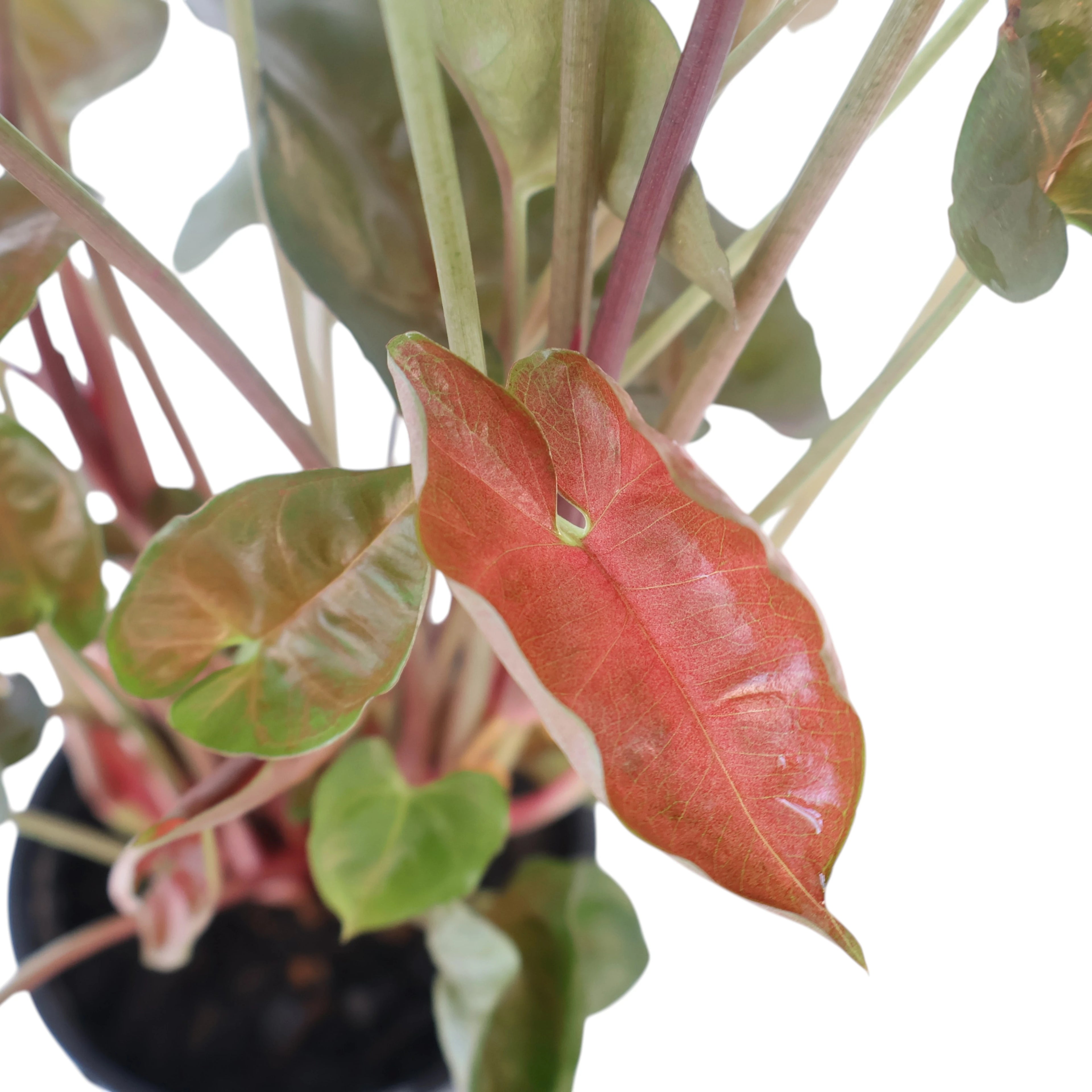 Syngonium Maria 130mm