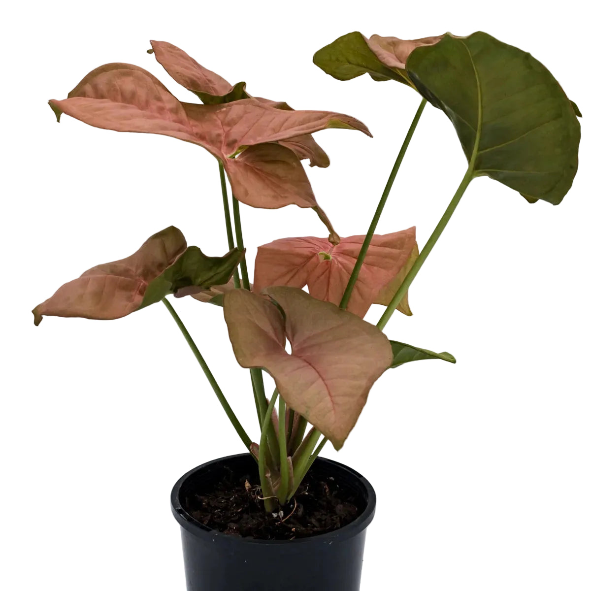 Syngonium Neon 100mm