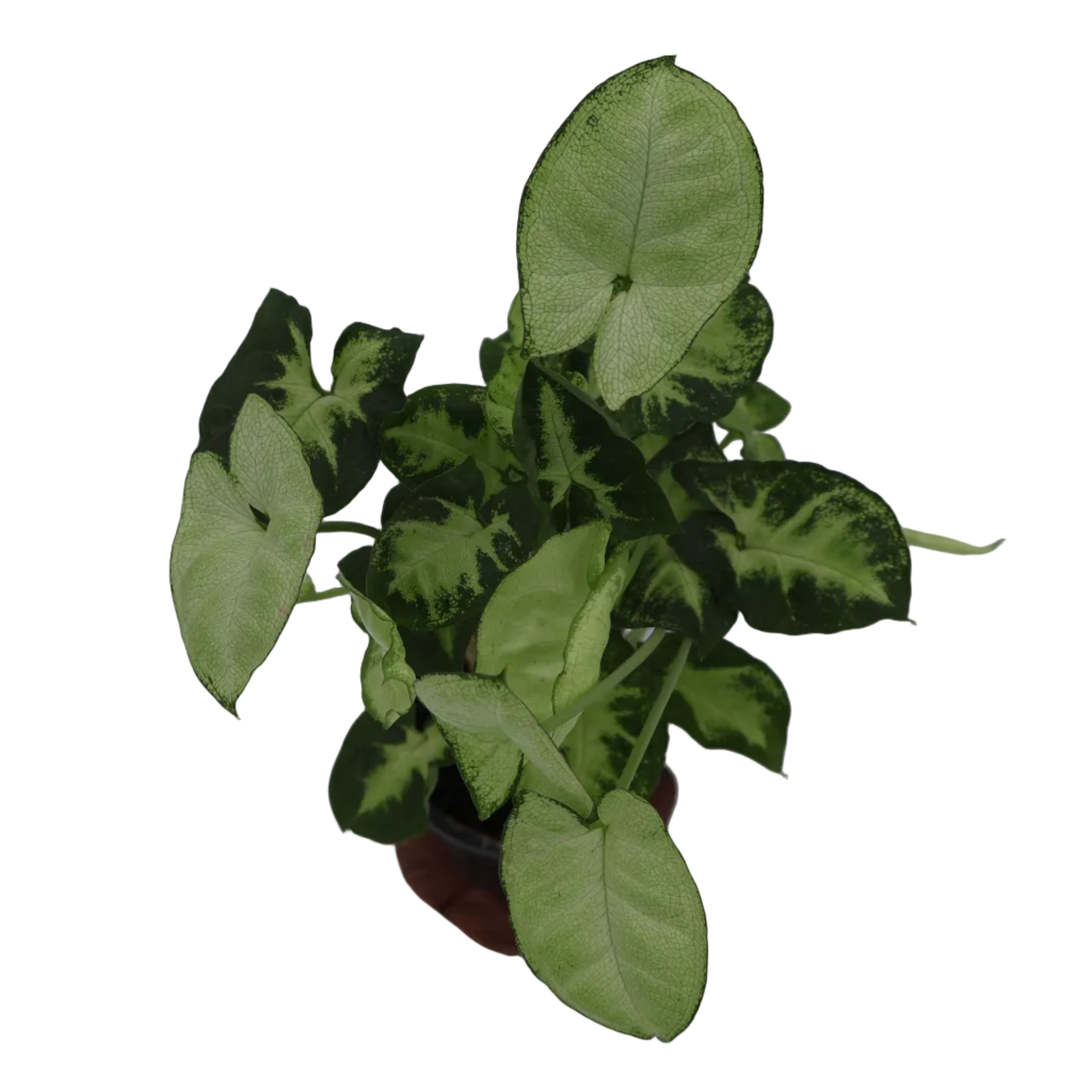 Syngonium Pixie 90mm