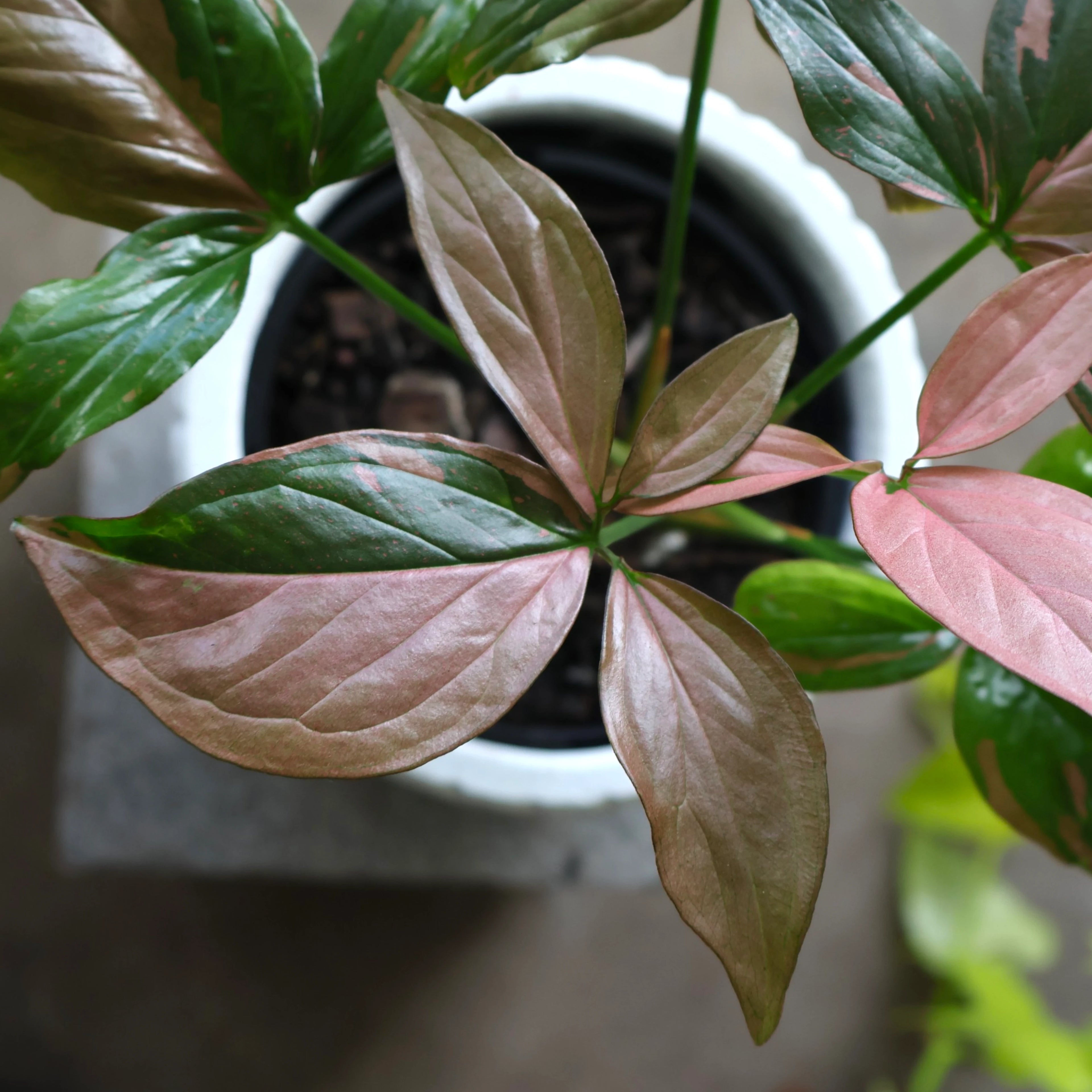 Syngonium Red Spot 125mm