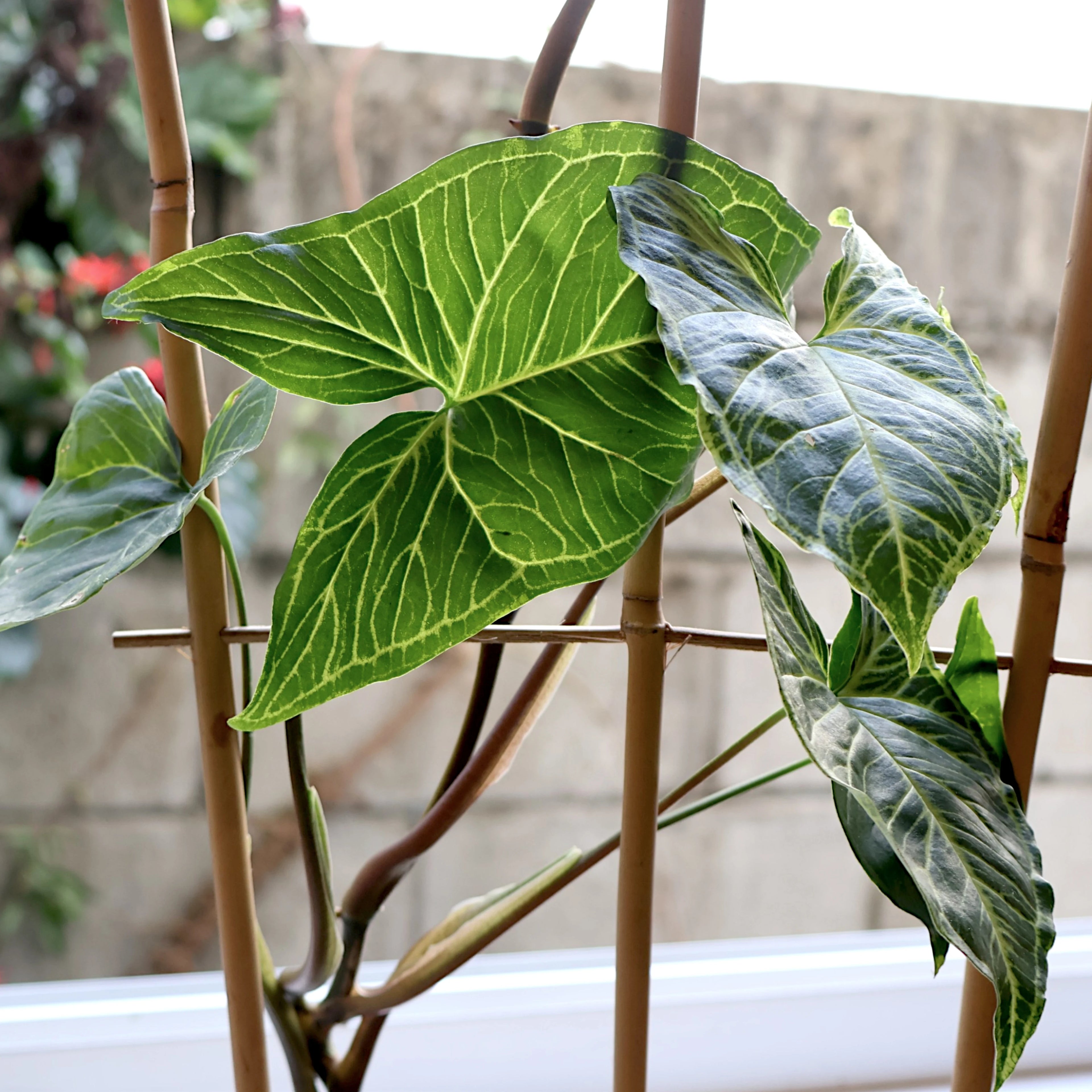 Syngonium Batik 70mm