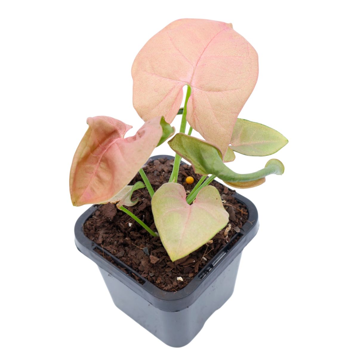 Syngonium Neon 70mm