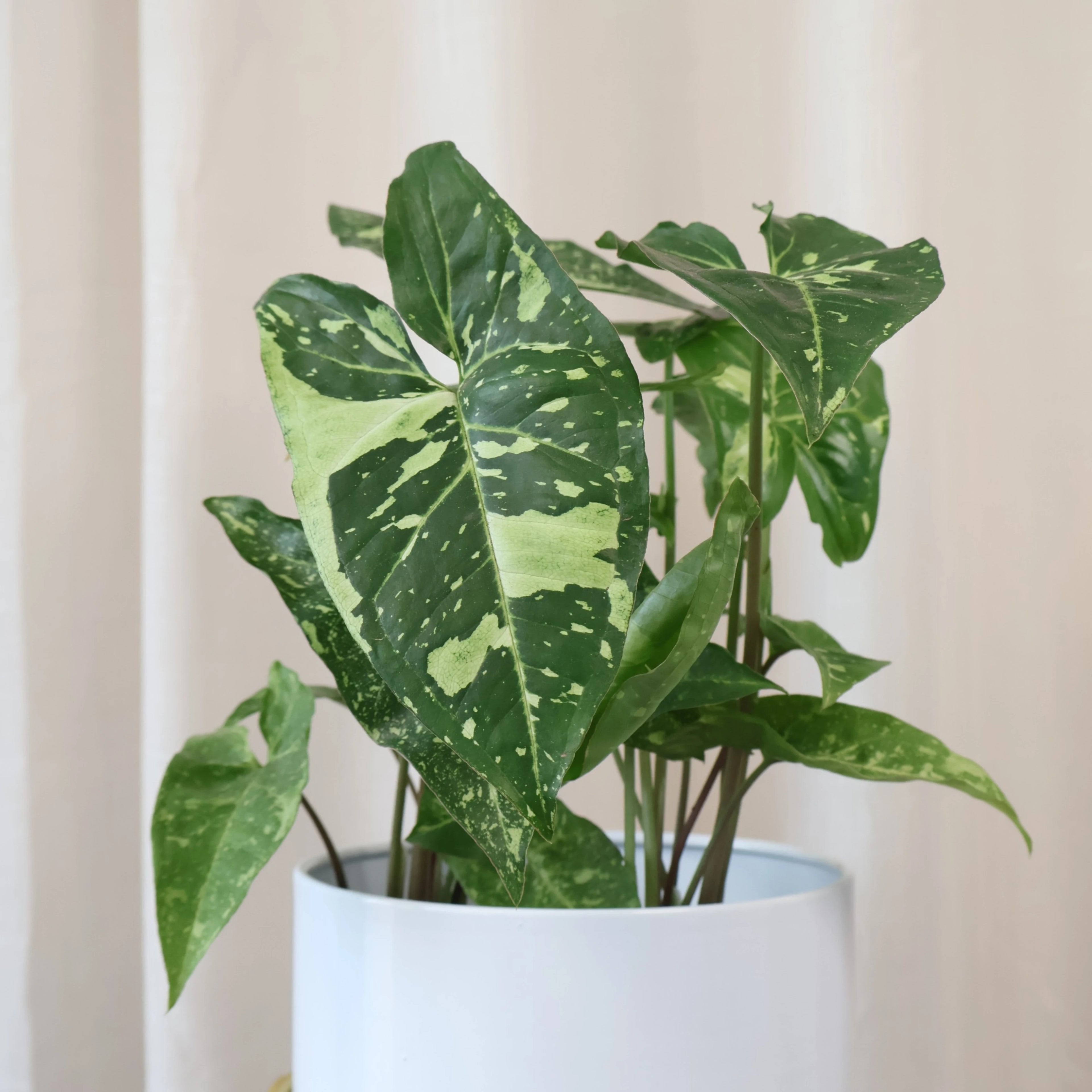 Syngonium Panda 70mm