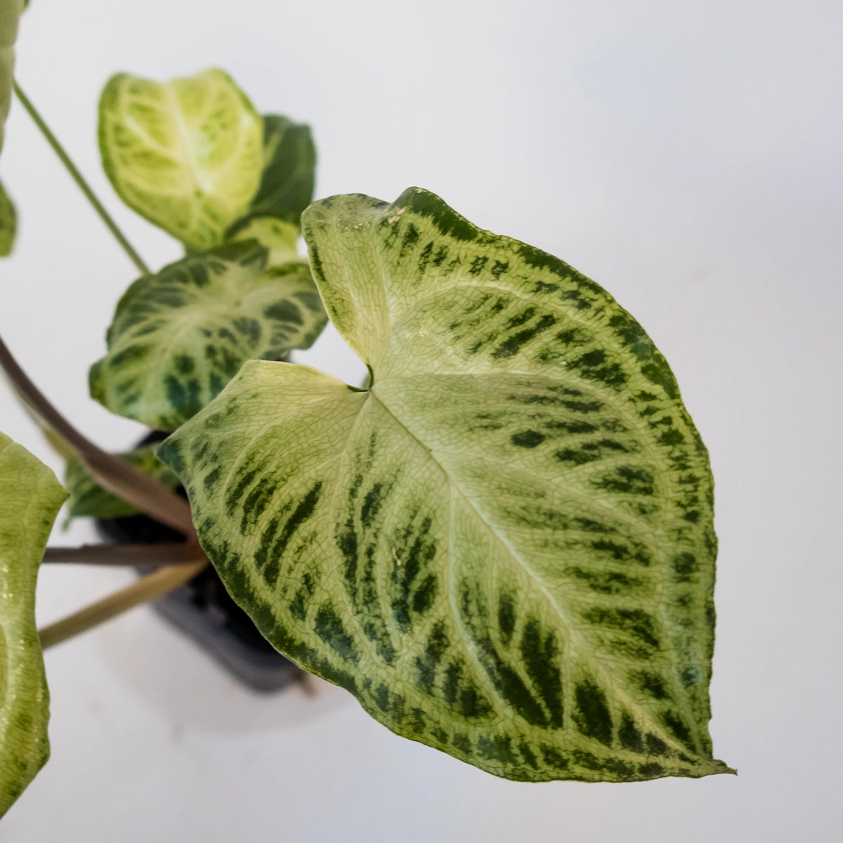Syngonium Podophyllum Batik 70mm