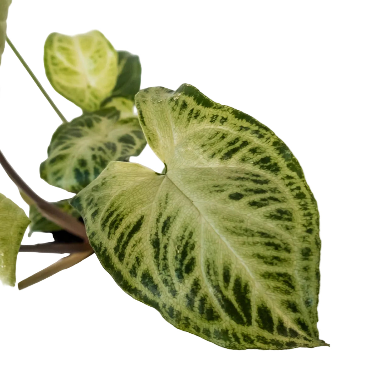 Syngonium Batik - Arrowhead Vine 100mm