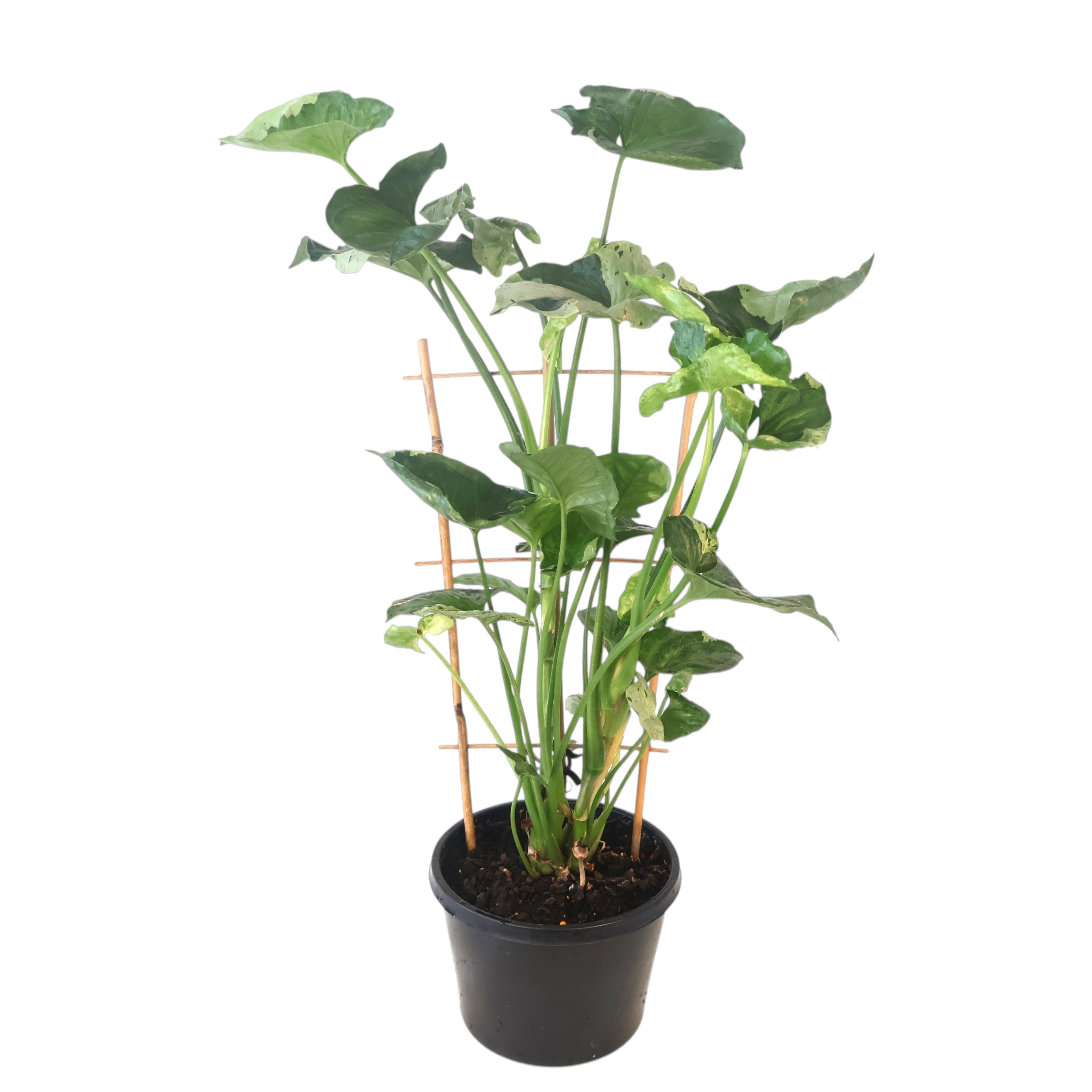 Syngonium Purple Butterfly 180mm