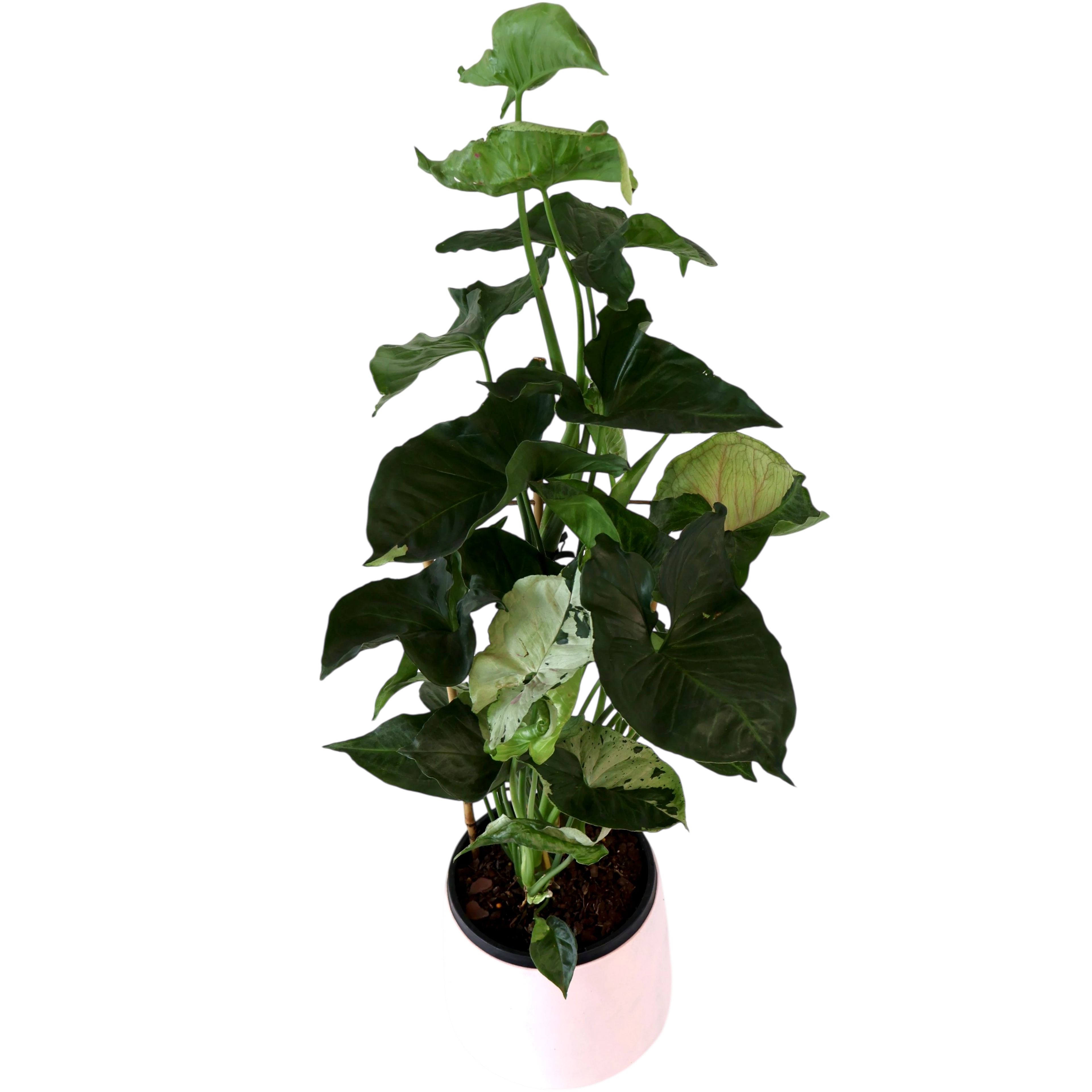 Syngonium Purple Butterfly 180mm