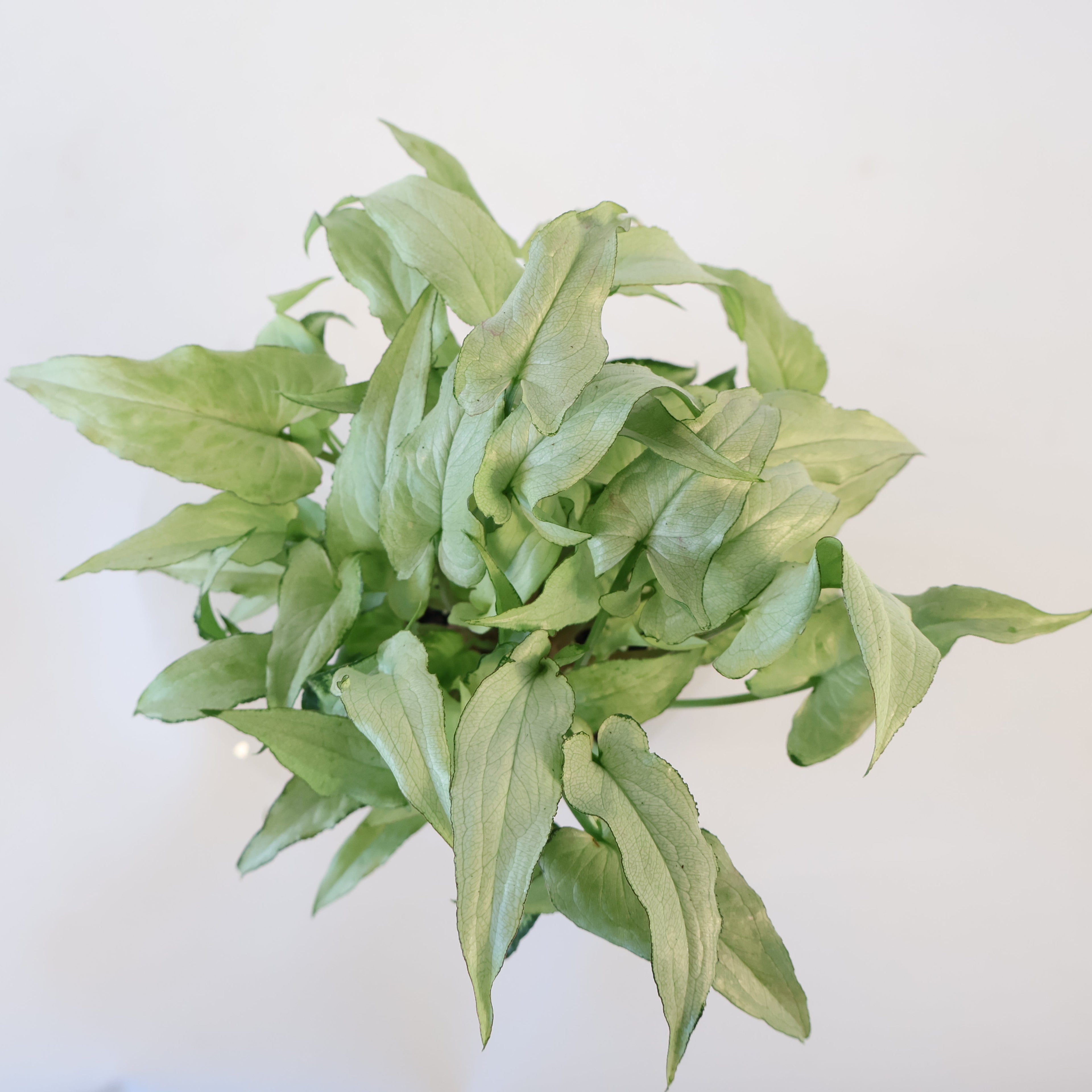 Syngonium Silver Fox 100mm