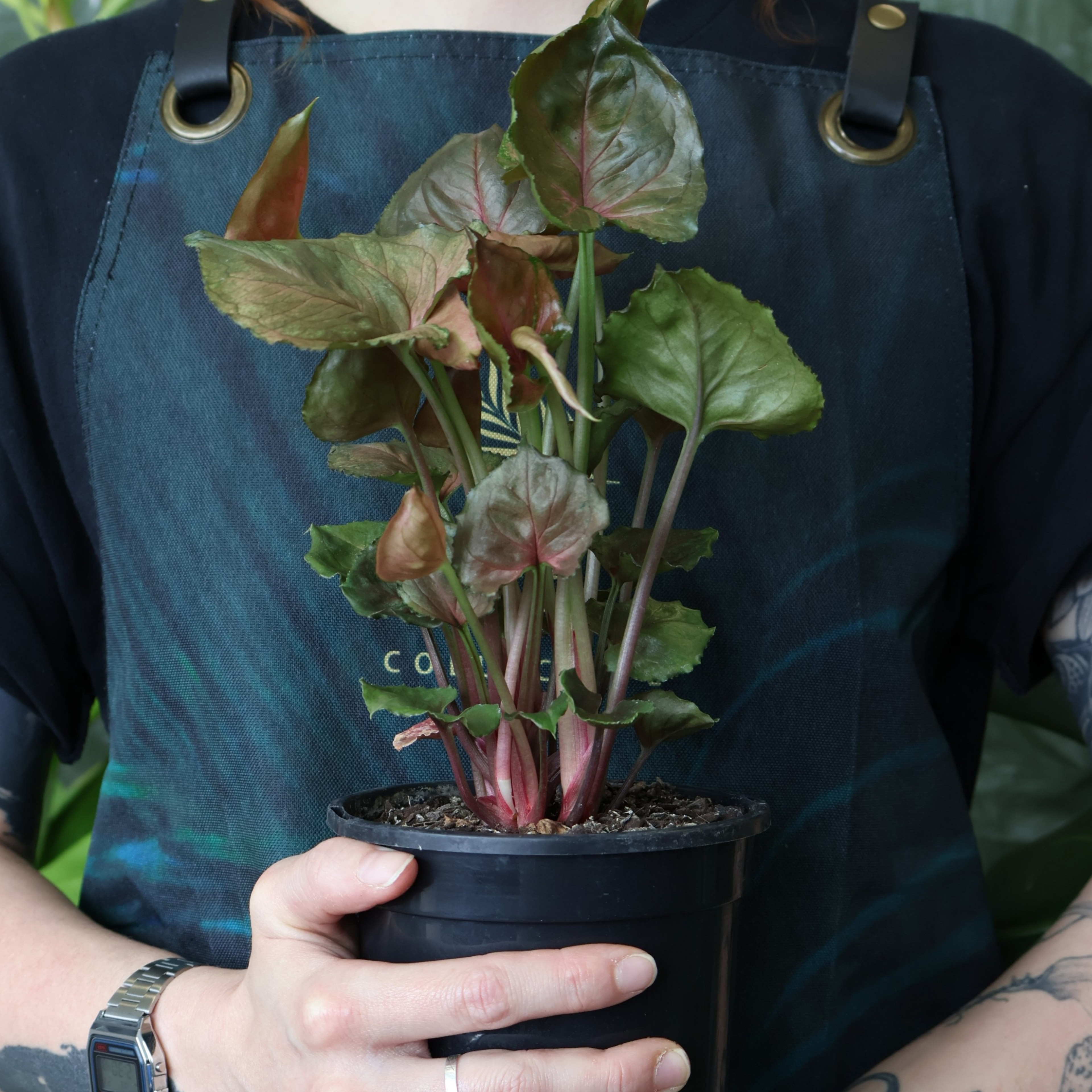 Syngonium Maria 130mm