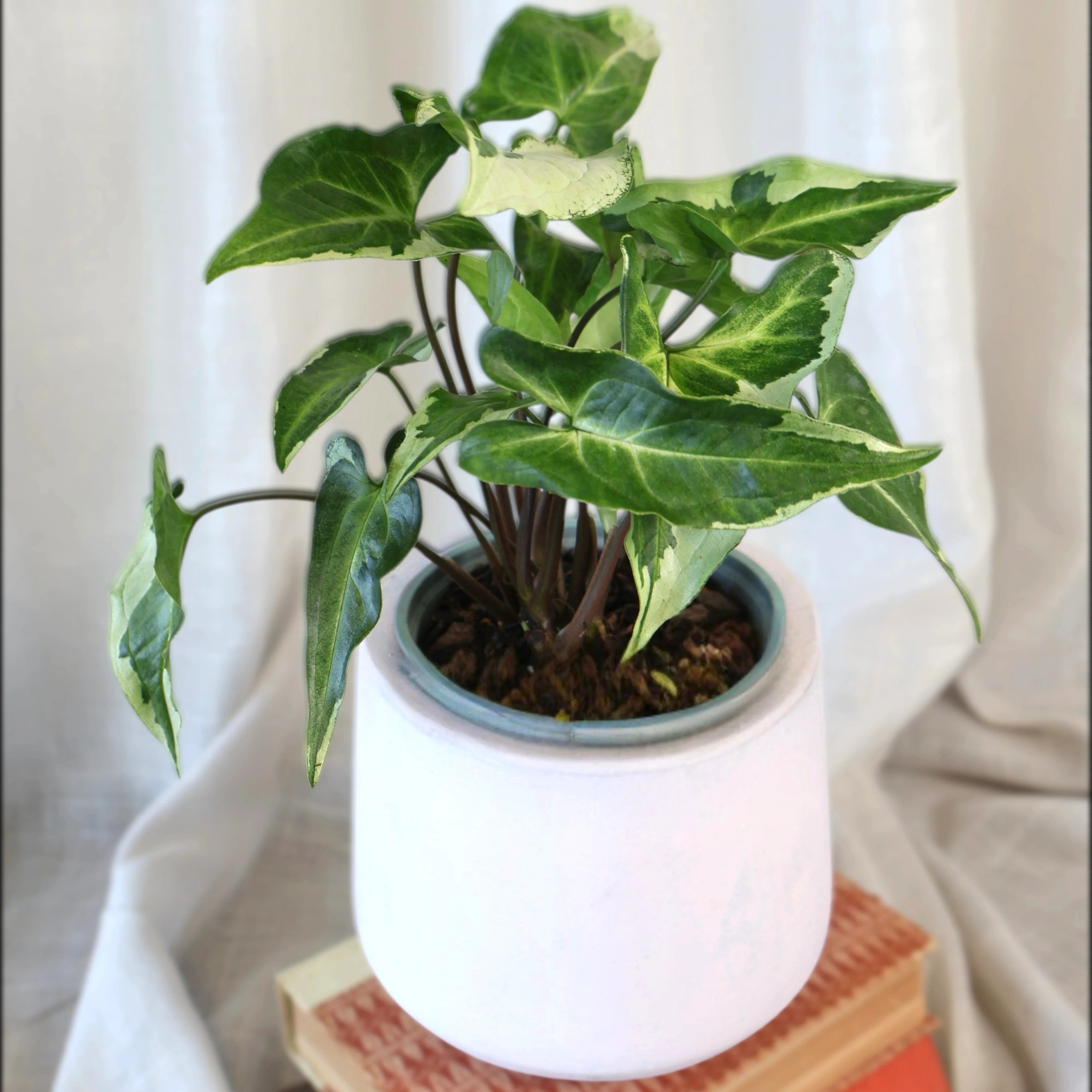 Syngonium 3 Kings Magic Marble 120mm