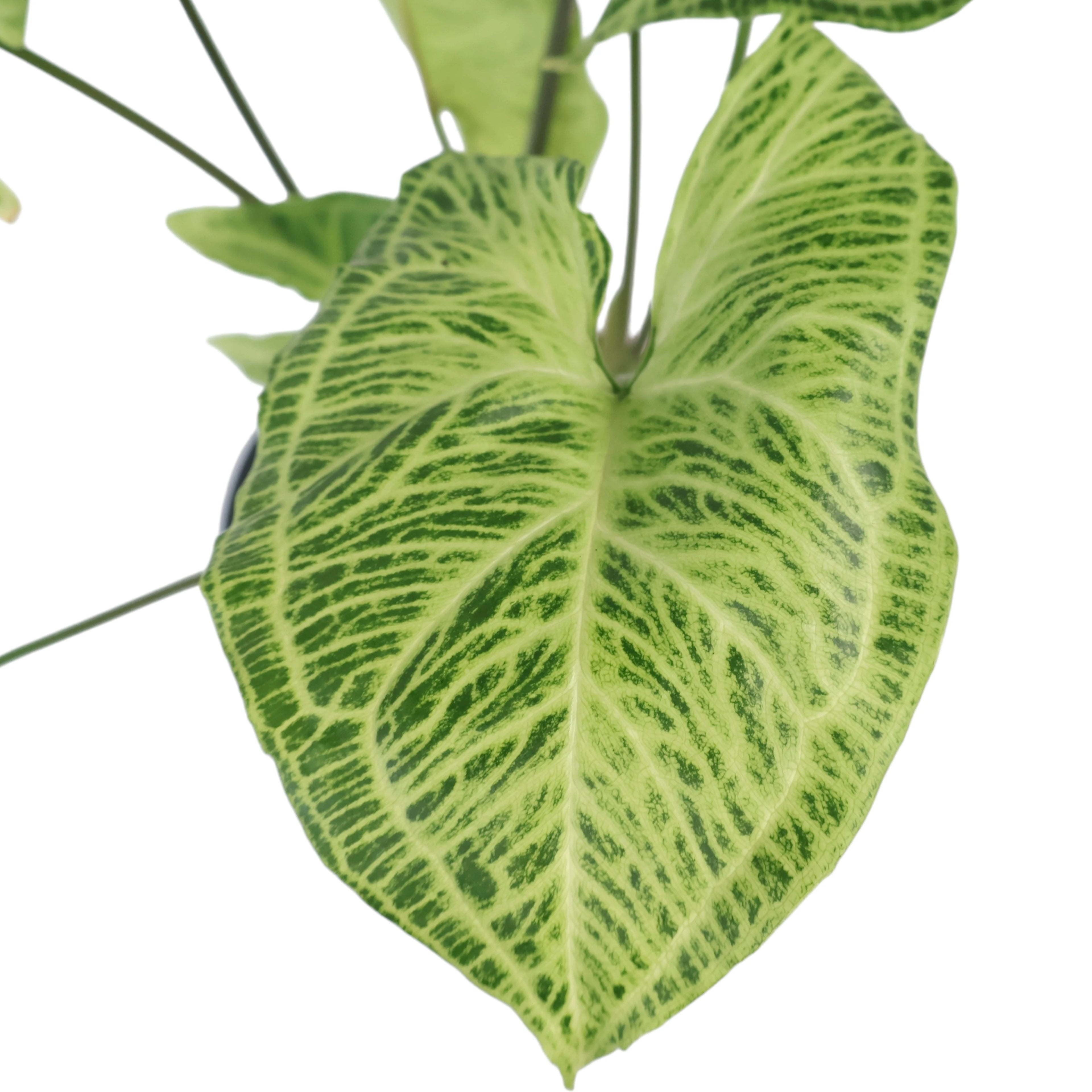 Syngonium Batik 125mm