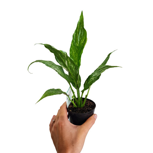 Spathiphyllum Domino - Peace Lily Variegated 70mm