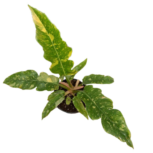 Variegated Philodendron Ring Of Fire 125mm