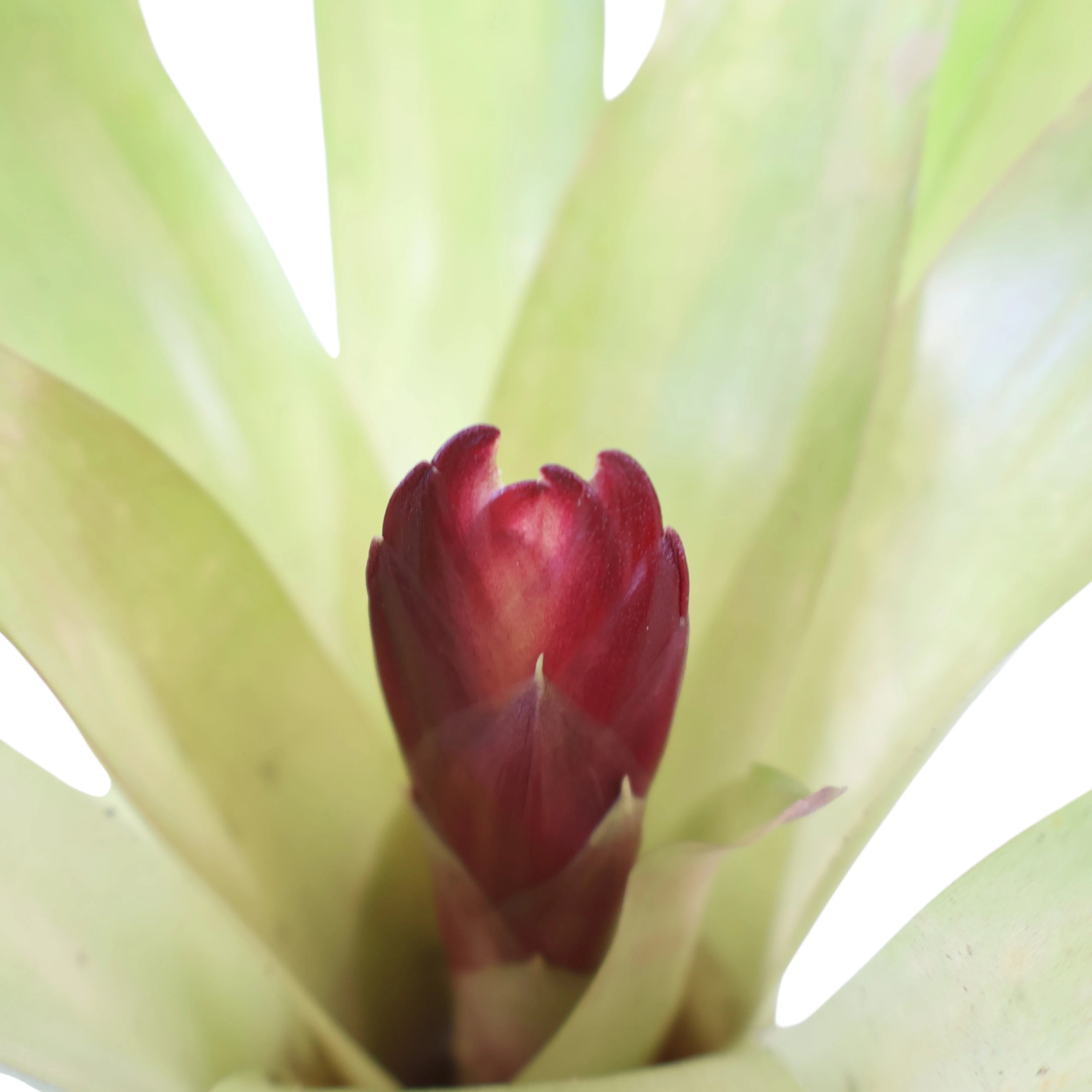 Vriesea Bromeliad assort 120mm