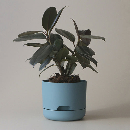 Self Watering Plant Pot 170mm Pond Blue