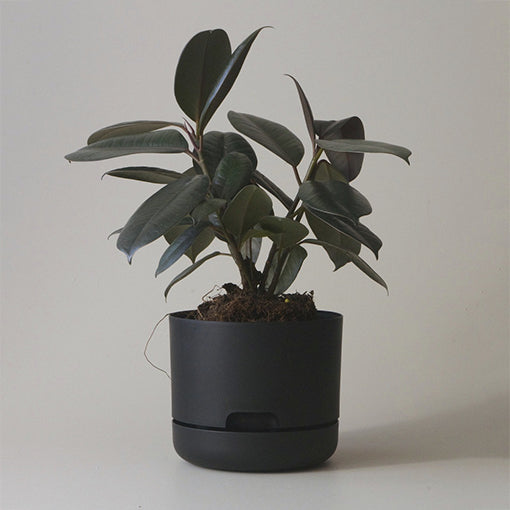 Self Watering Plant Pot 215mm Black