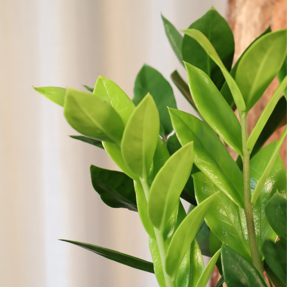 Zanzibar Gem - Zamioculcas zamiifolia 250mm