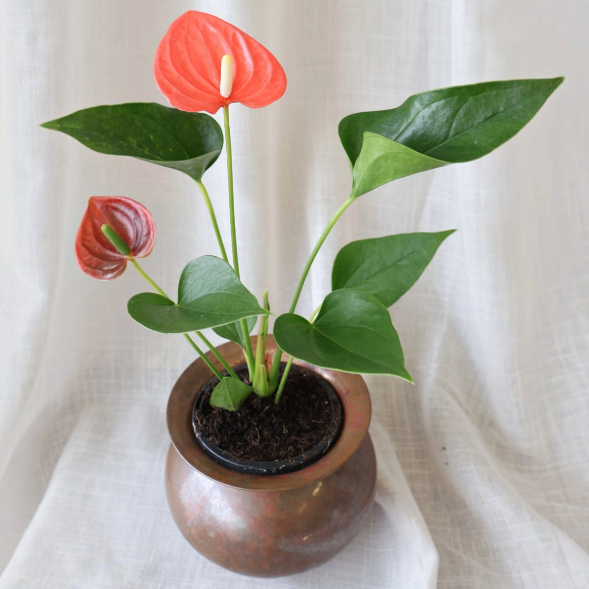 Anthurium Assorted 90mm